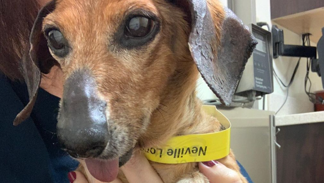 Help Pay Neville Longbody's Final Vet Bills photo