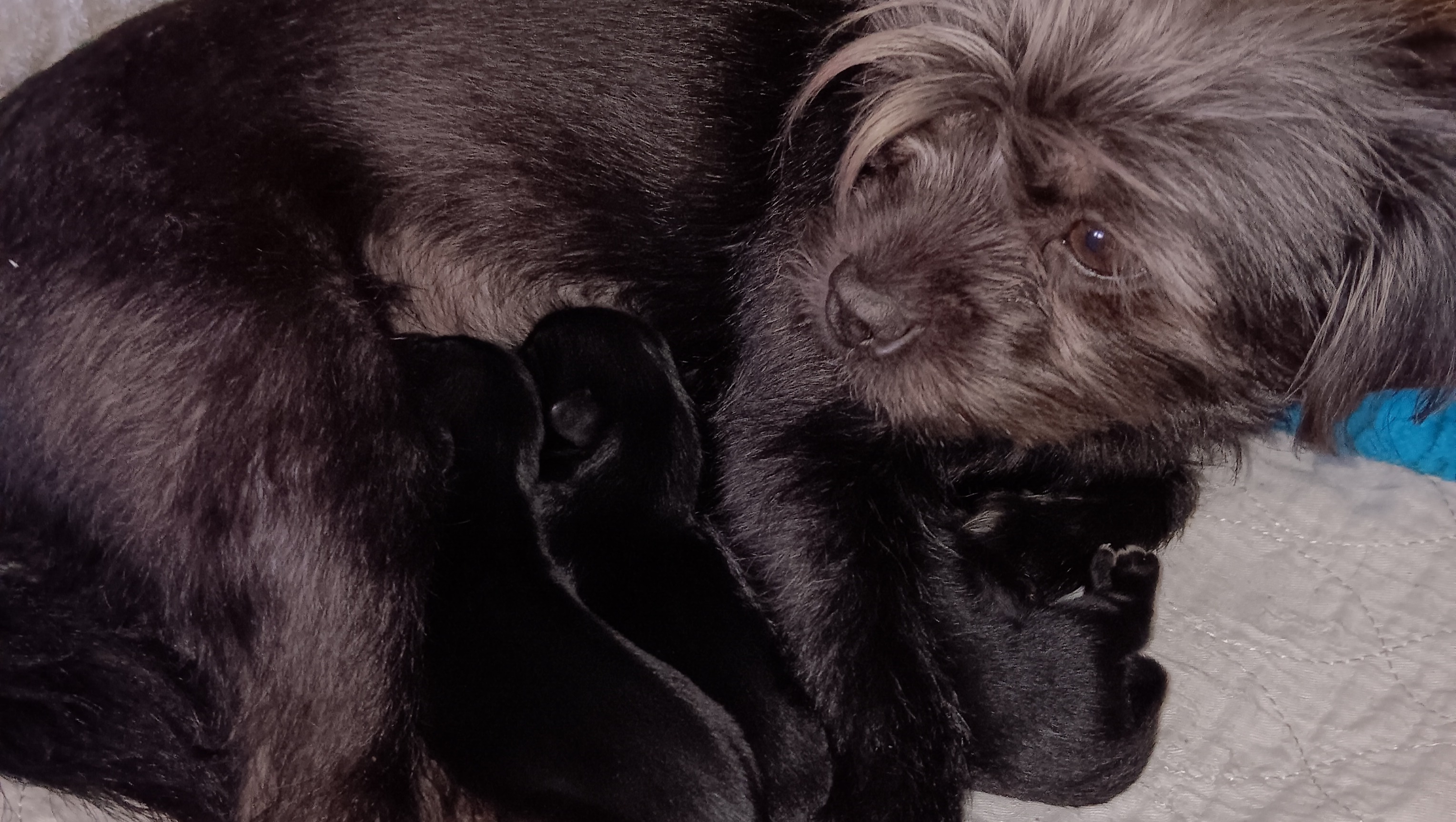 Urgent Vet Care for Service Dog in Need photo