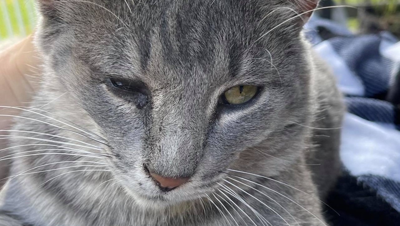 Fundraiser By Kaitlyn B Help Coon The Cat Get Surgery