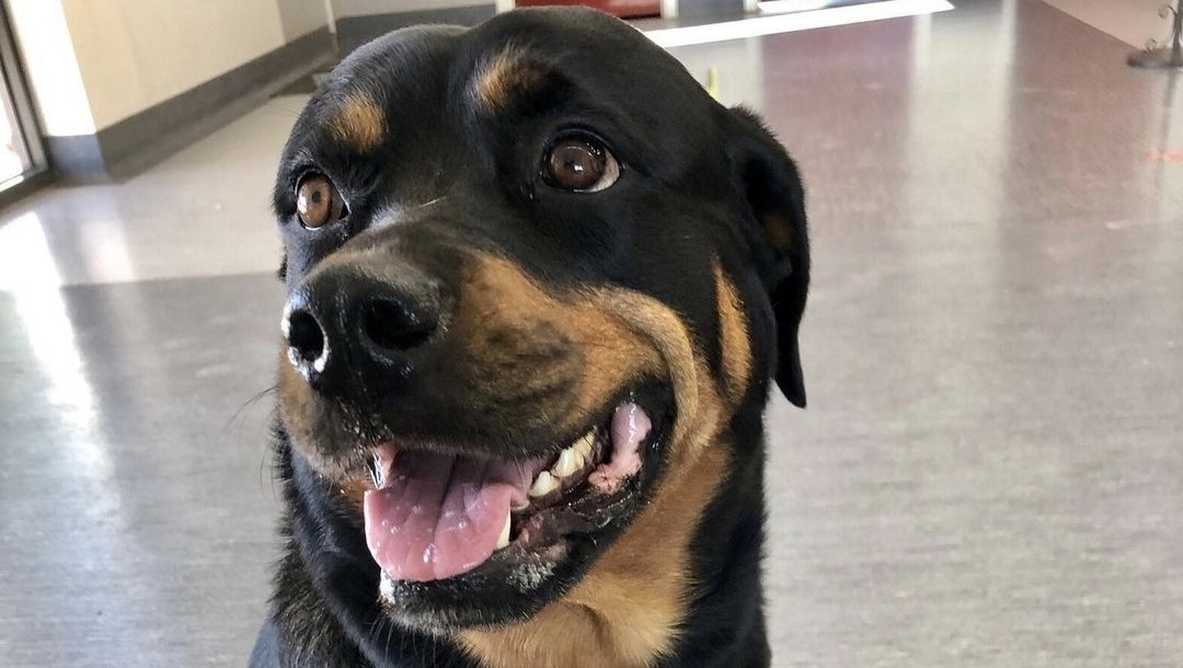 Help bring Koko home photo