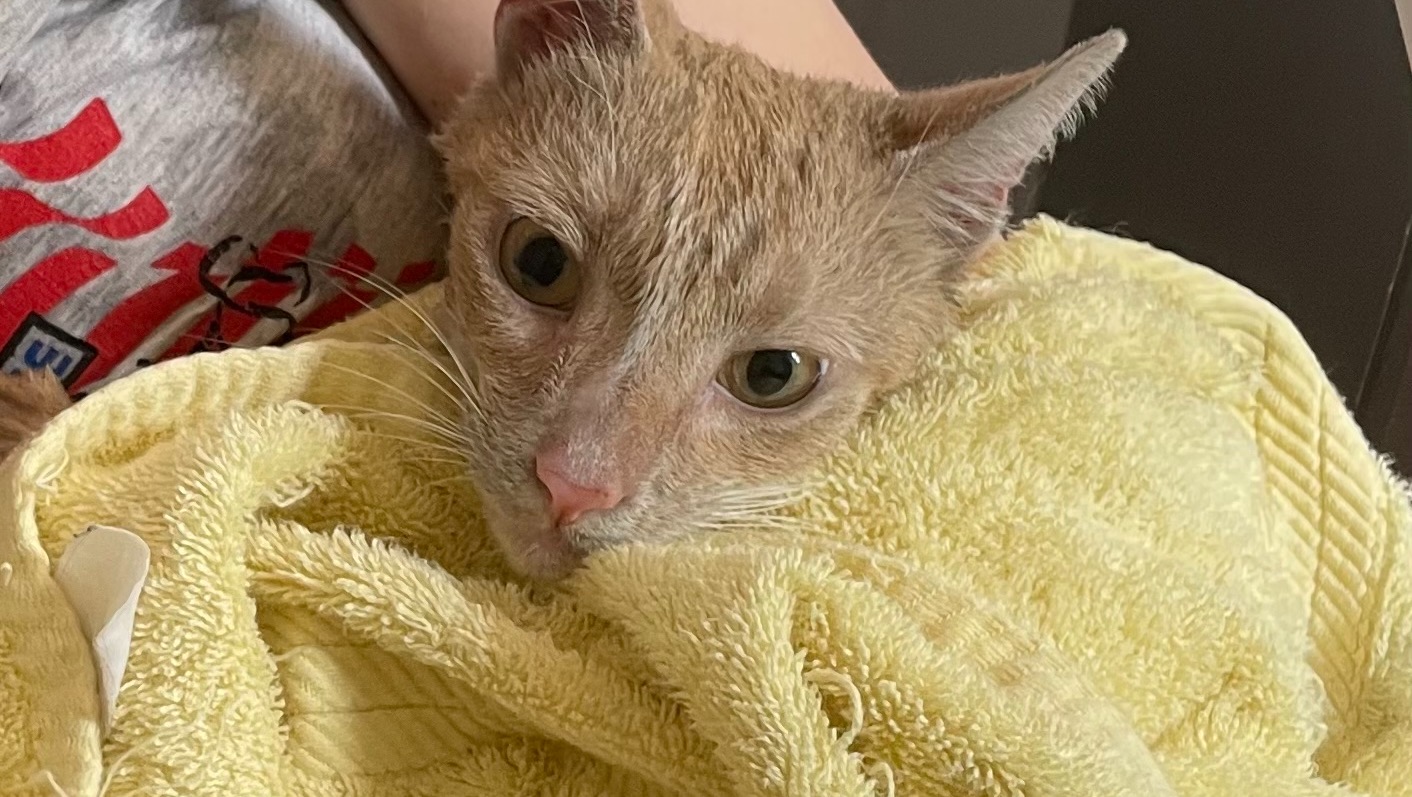 Our Apartment burned down…our two cats survived! photo
