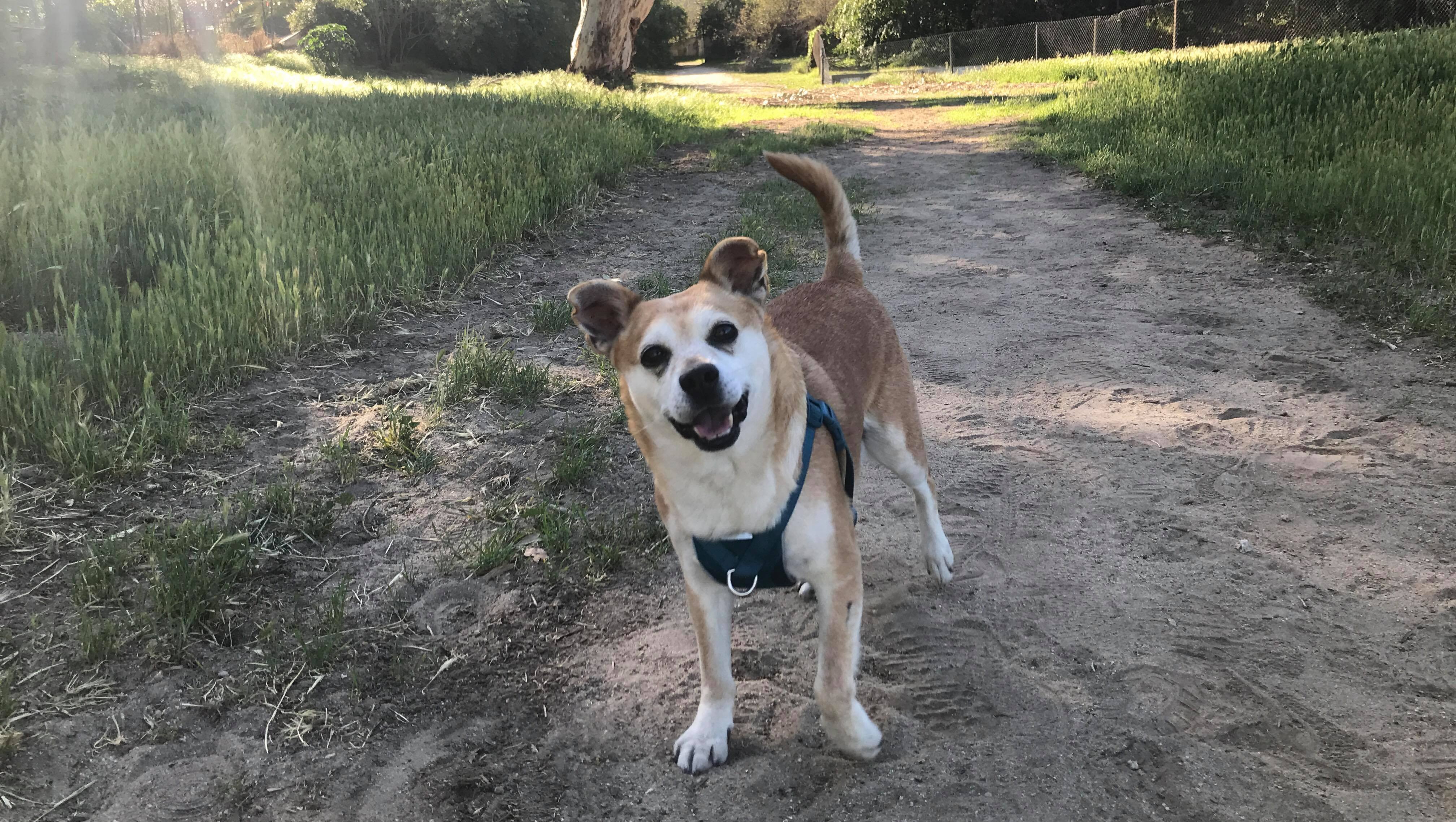 Rudy needs help! (Emergency) photo