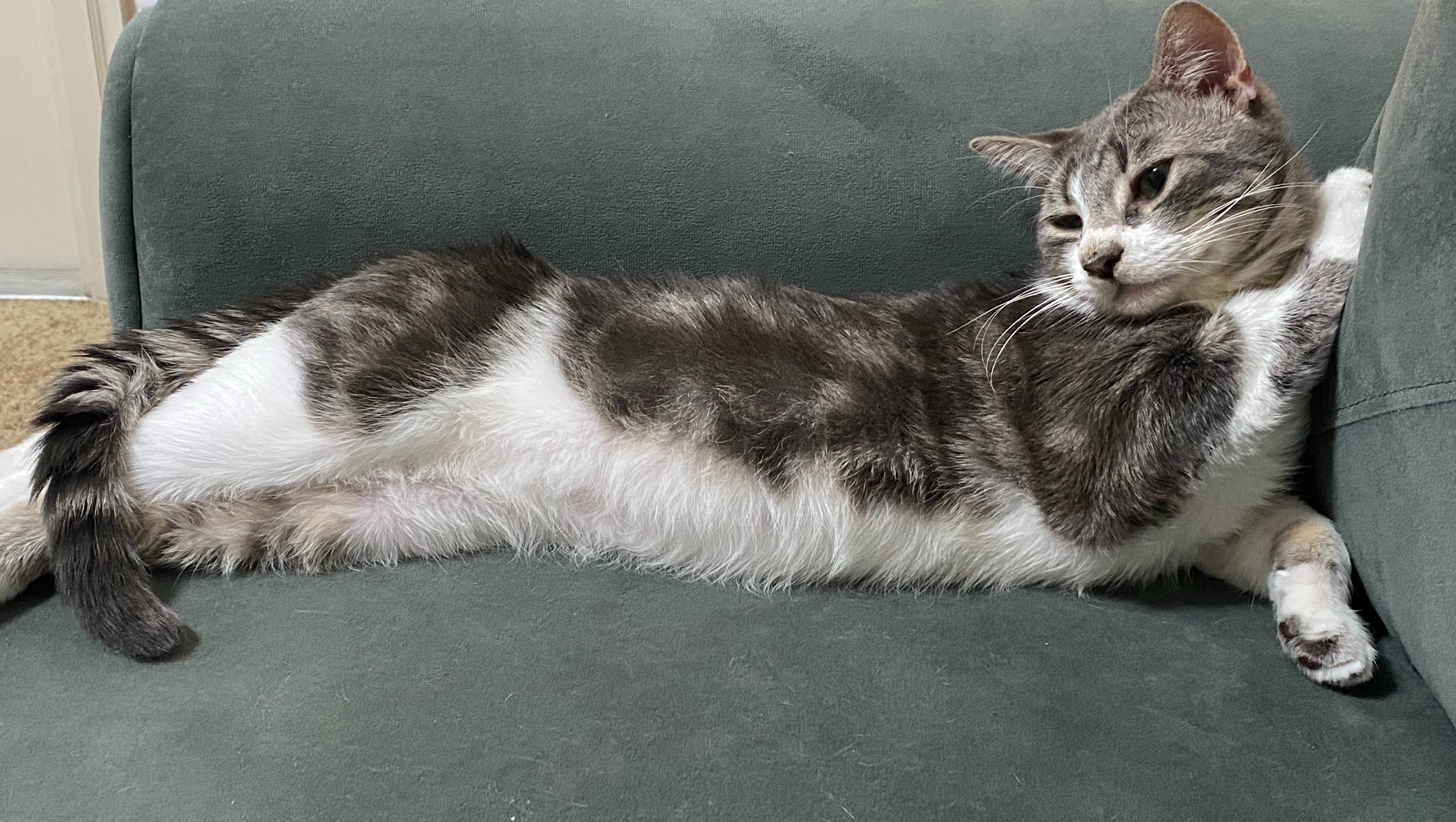 Fundraiser By Hannah Strawn Save Milo S Heart