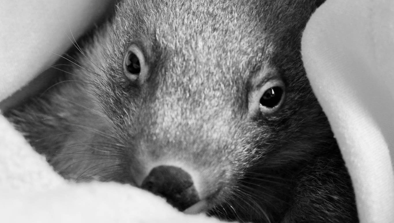 Fundraiser by Joanne Rossi Basil Brush Wildlife shelter