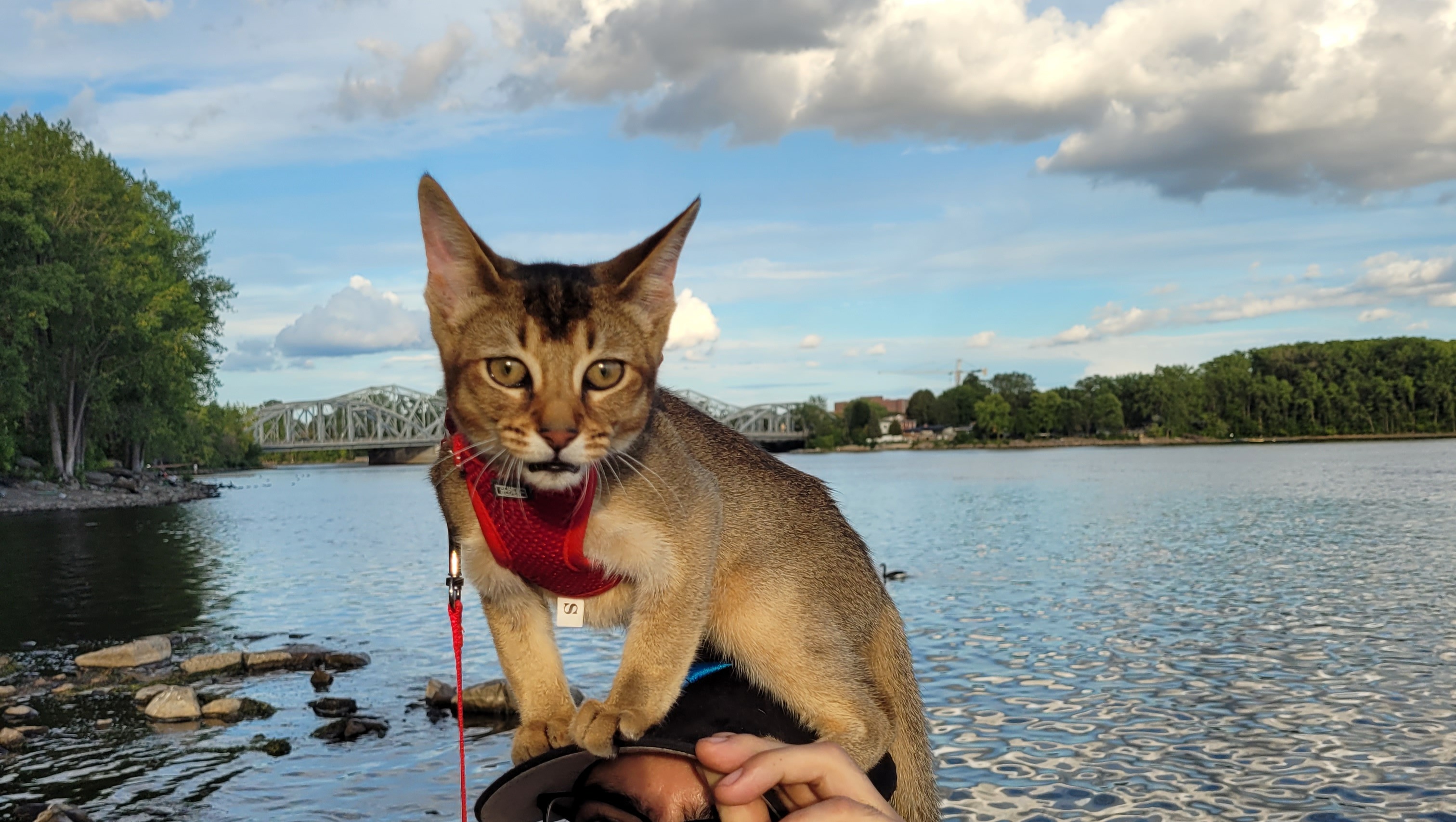 Fundraiser By Rose Pilette Help Me With Fidji S Surgery