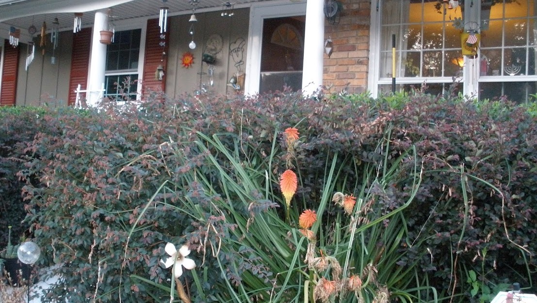 Desperate request to save my house photo