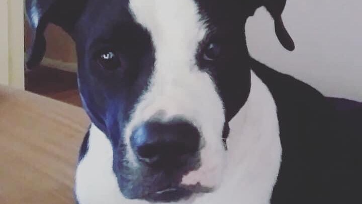Please Help Save Milky photo