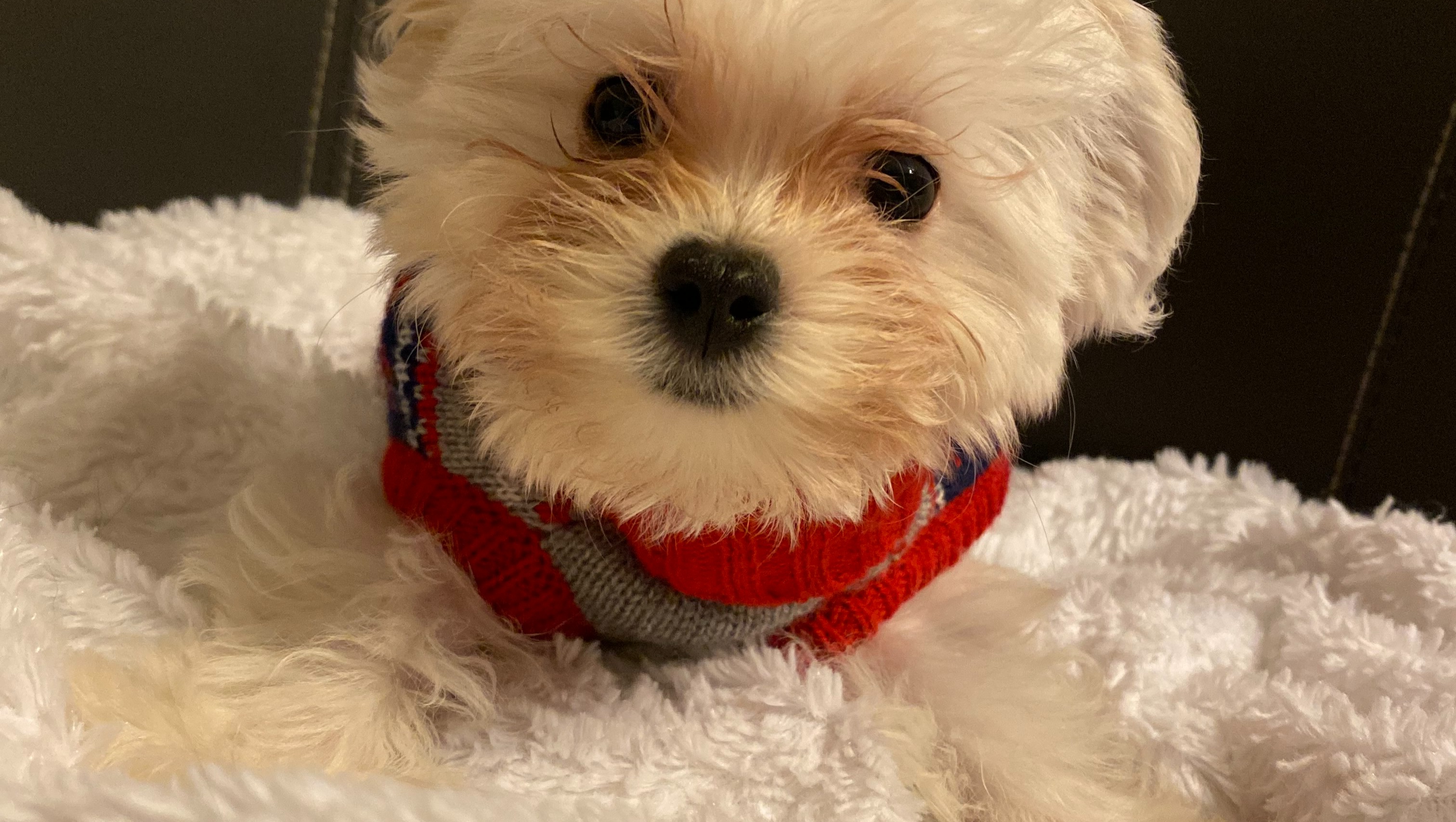 Lucy's- Cancer Therapy Dog (Brain Tumor) photo
