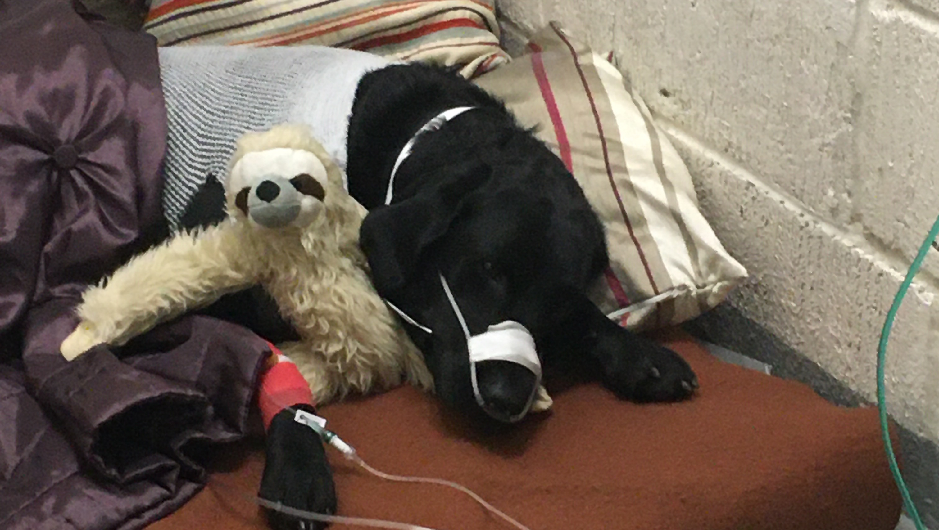 Fundraiser By Graeme Burgess My Name Is Bella And I ve Had An Operation fundraiser-by-graeme-burgess-my-name-is-bella-and-i-ve-had-an-operation