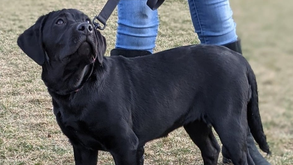 Training My Service Dog! photo