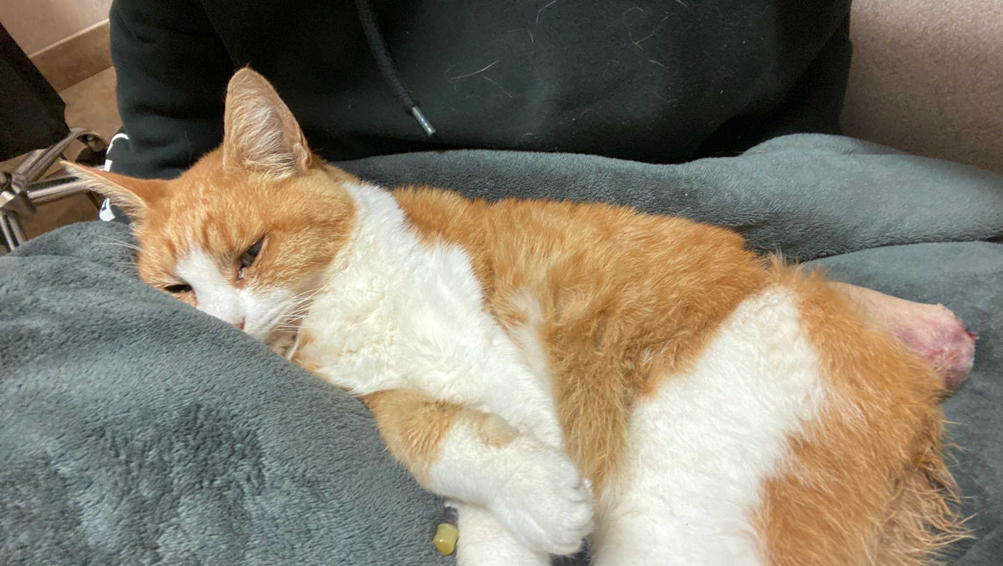 Fundraiser By Tabs Harrington Shaw Help Trouble Our Cat Have Quality Of Life