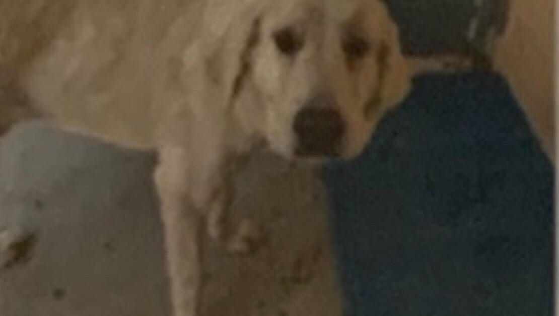 Fundraiser by Linda Neel Help Save the Animals in Lovington Shelter