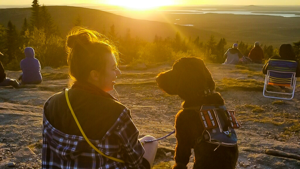 Sully's Service Dog Training #sullyatyourservice photo