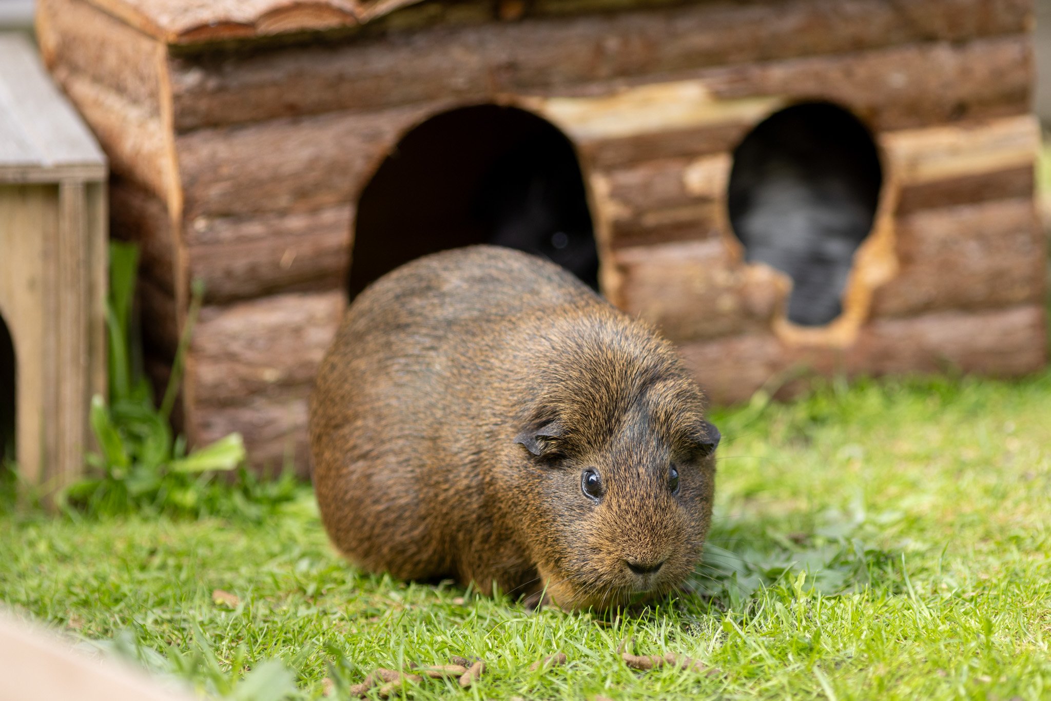 Guinea Pig Recue Fundraiser campaign photo, 2 of 8
