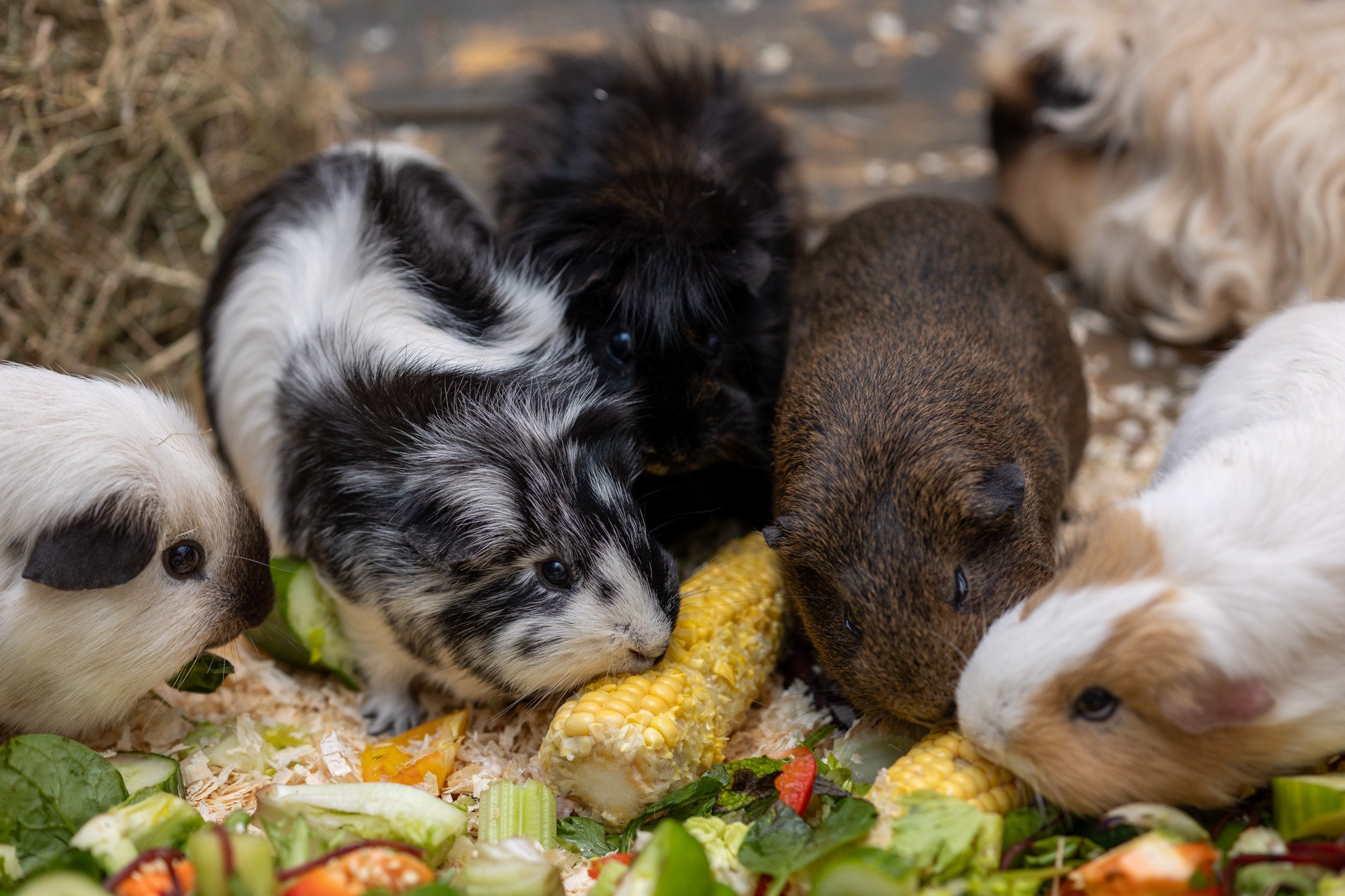 Guinea Pig Recue Fundraiser campaign photo, 5 of 8