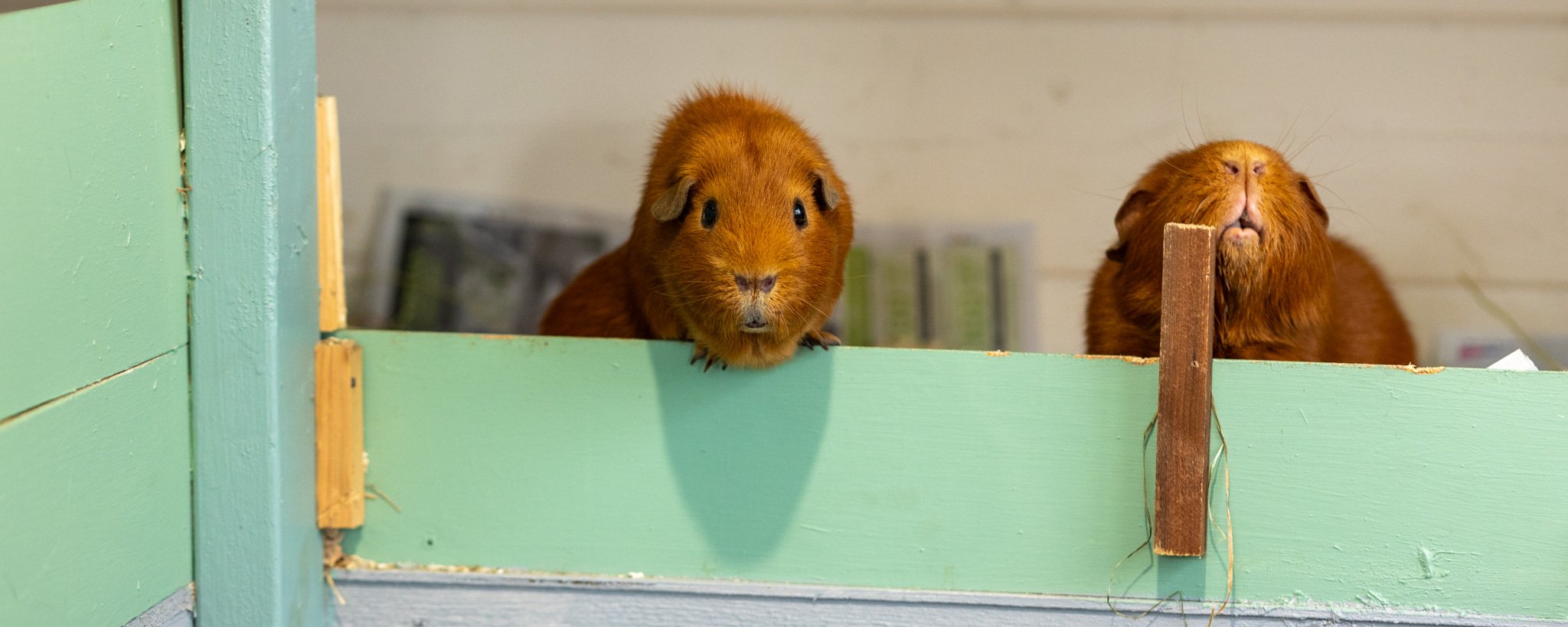 Guinea Pig Recue Fundraiser campaign photo, 6 of 8