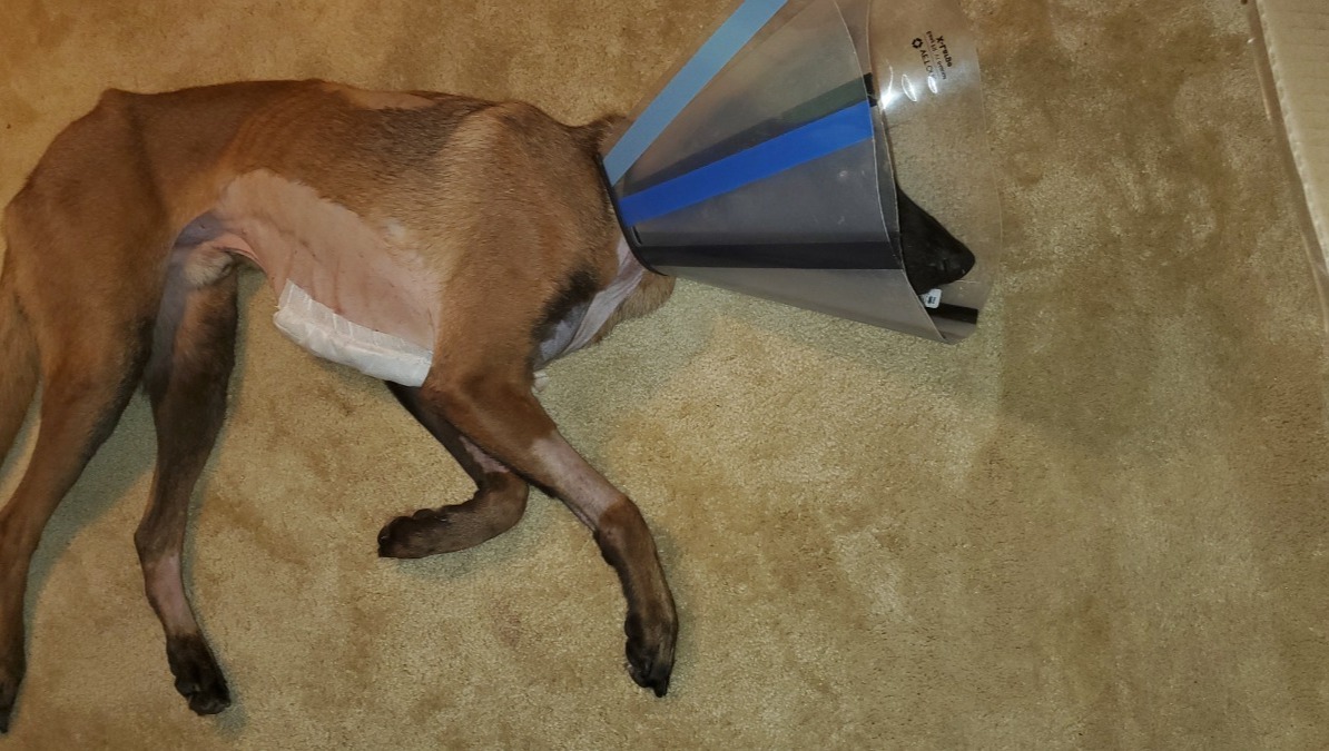 Fundraiser by Robert Strawser Help for Ace's surgery bills