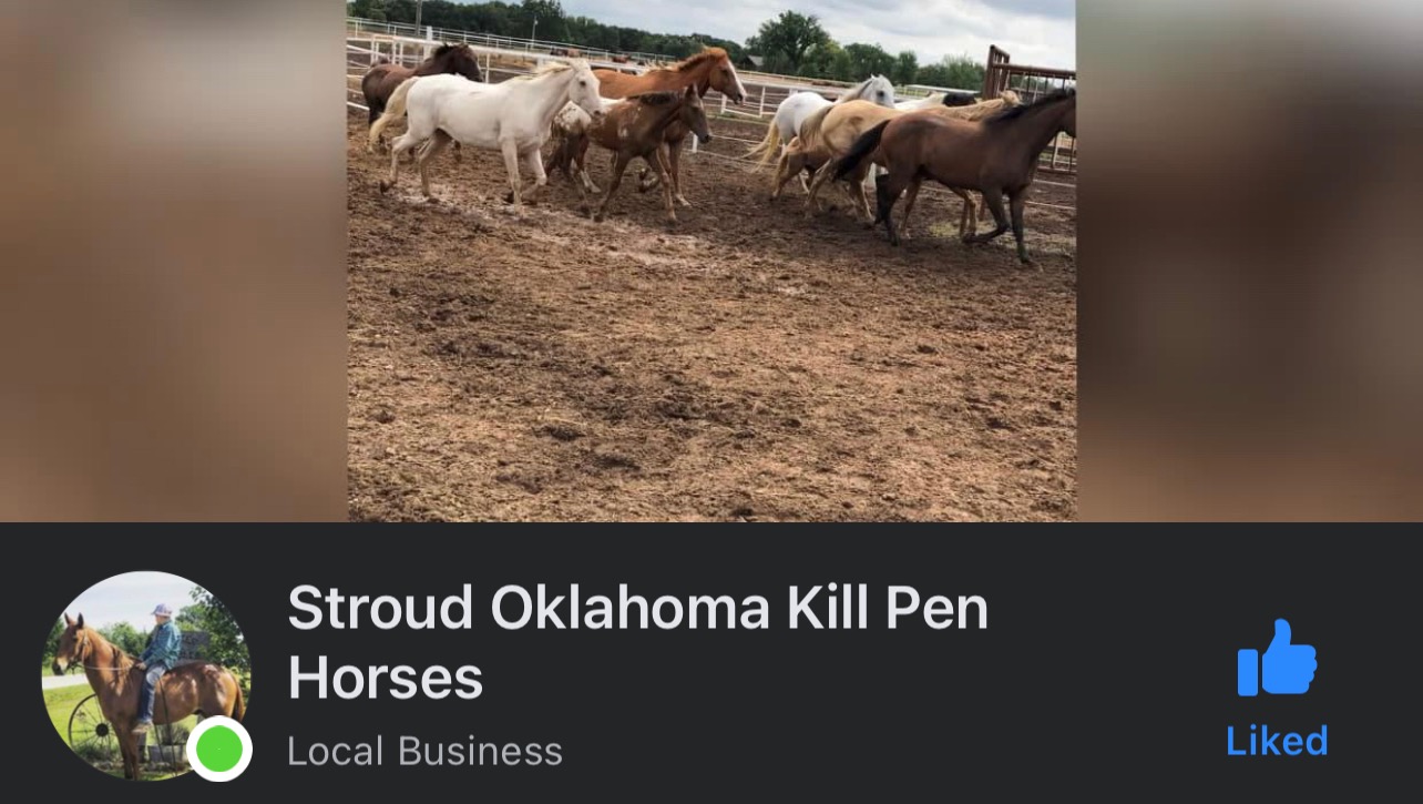 Fundraiser by Tess Kiritsy Live pull from Stroud kill pen!