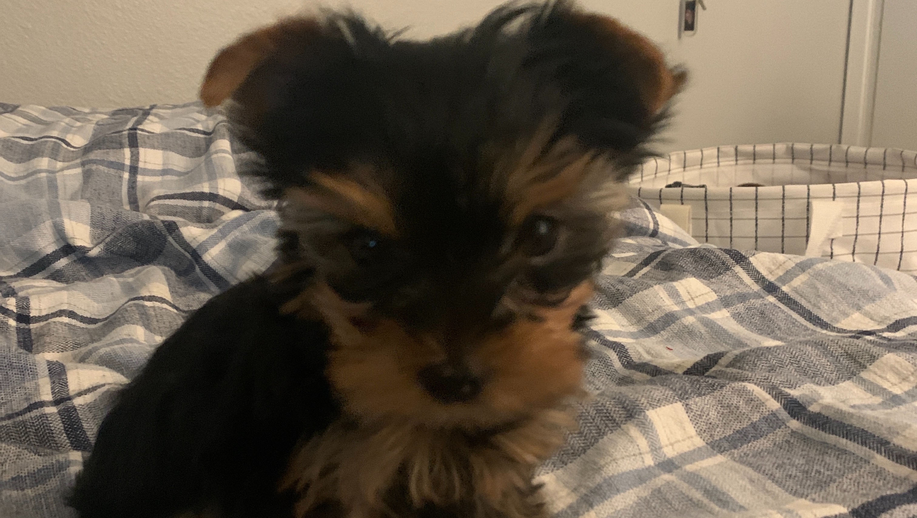 Fundraiser by Gabby Grigonyte Help Twist the Yorkie get a wheelchair!