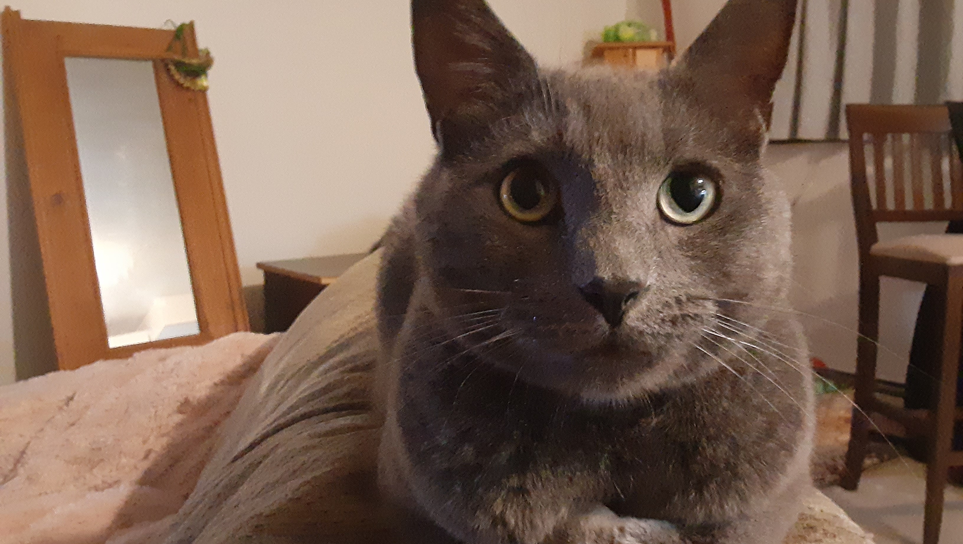 Fundraiser For Hil Paulina By Hilary Kleinke Loki S Surgery