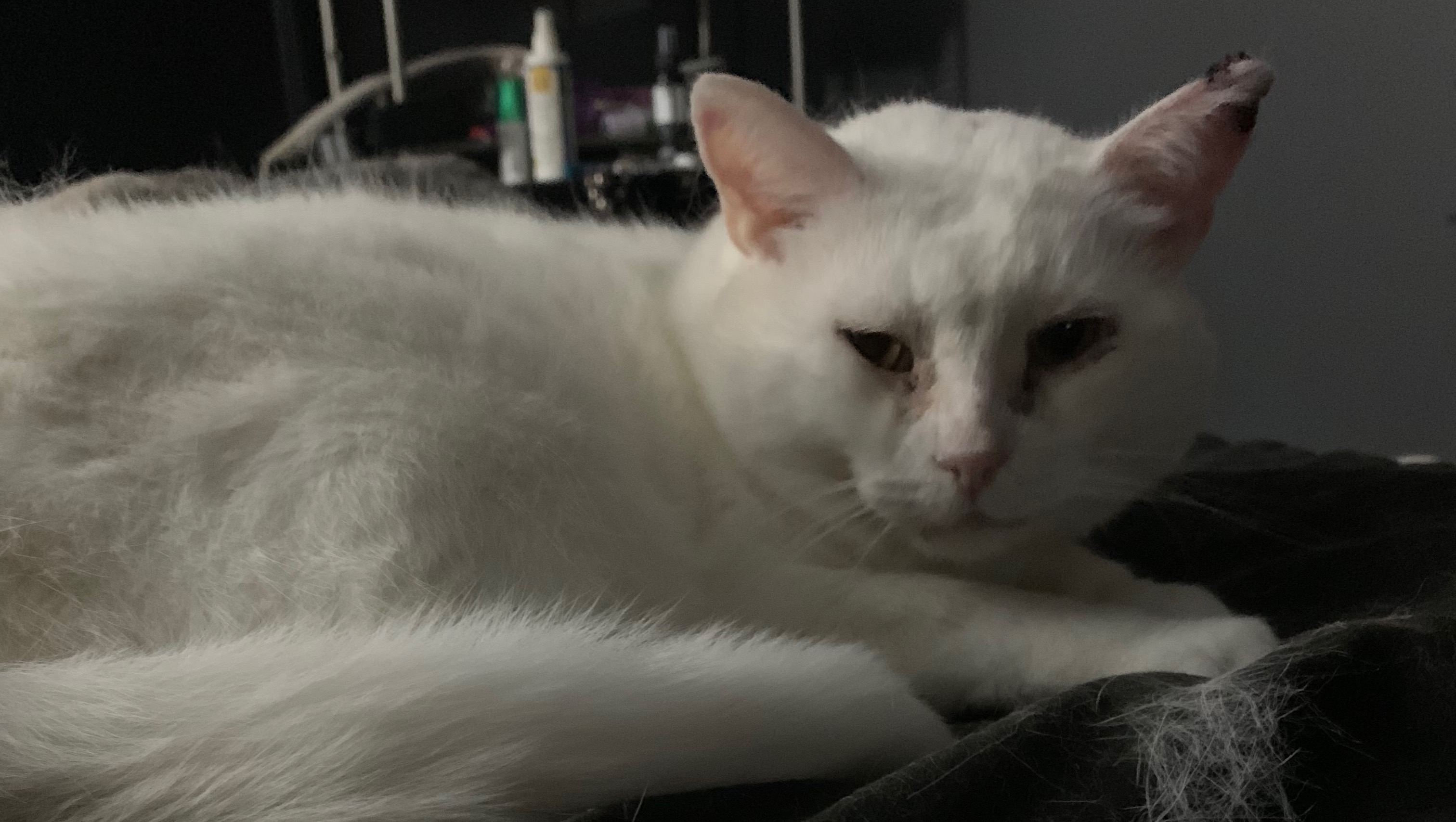 Fundraiser For Gabrielle Dubois By Maude Gascon Dubois Aidez M Loulou A Guerir Fundraiser For Gabrielle Dubois By Maude Gascon Dubois Aidez M Loulou A Guerir