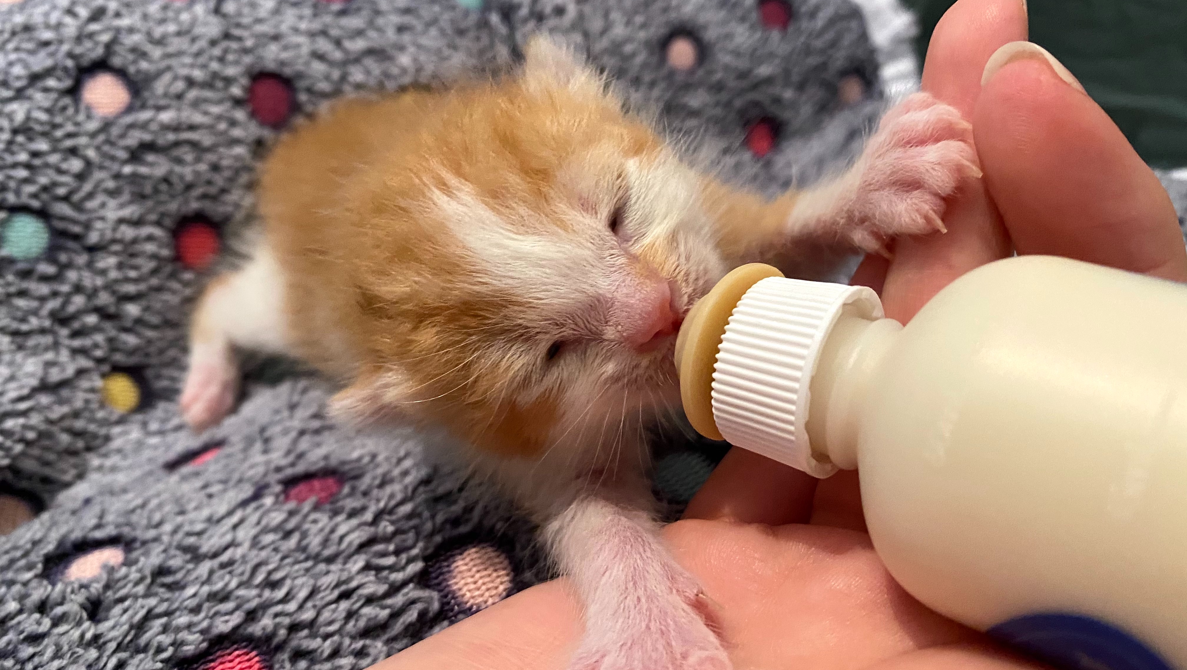 Fundraiser by Penny Richards Neonatal Kitten Incubator