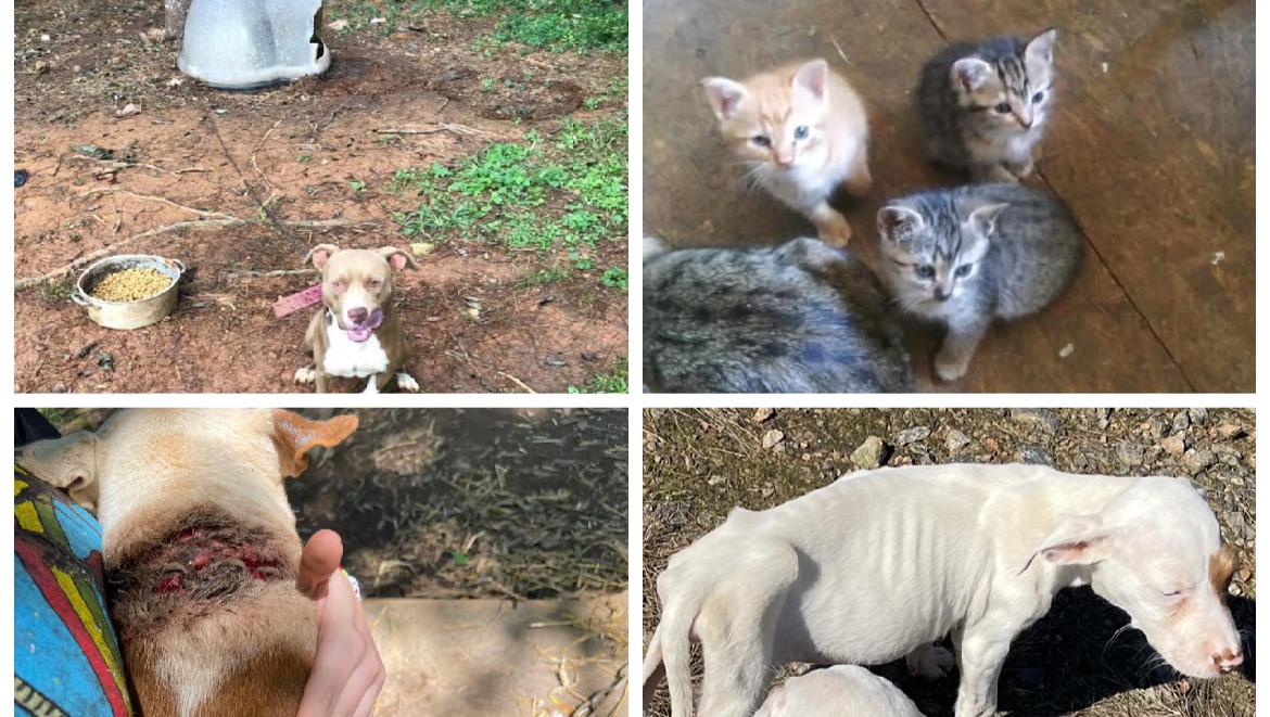 Rome Dogs Christmas Trip December 2021 photo