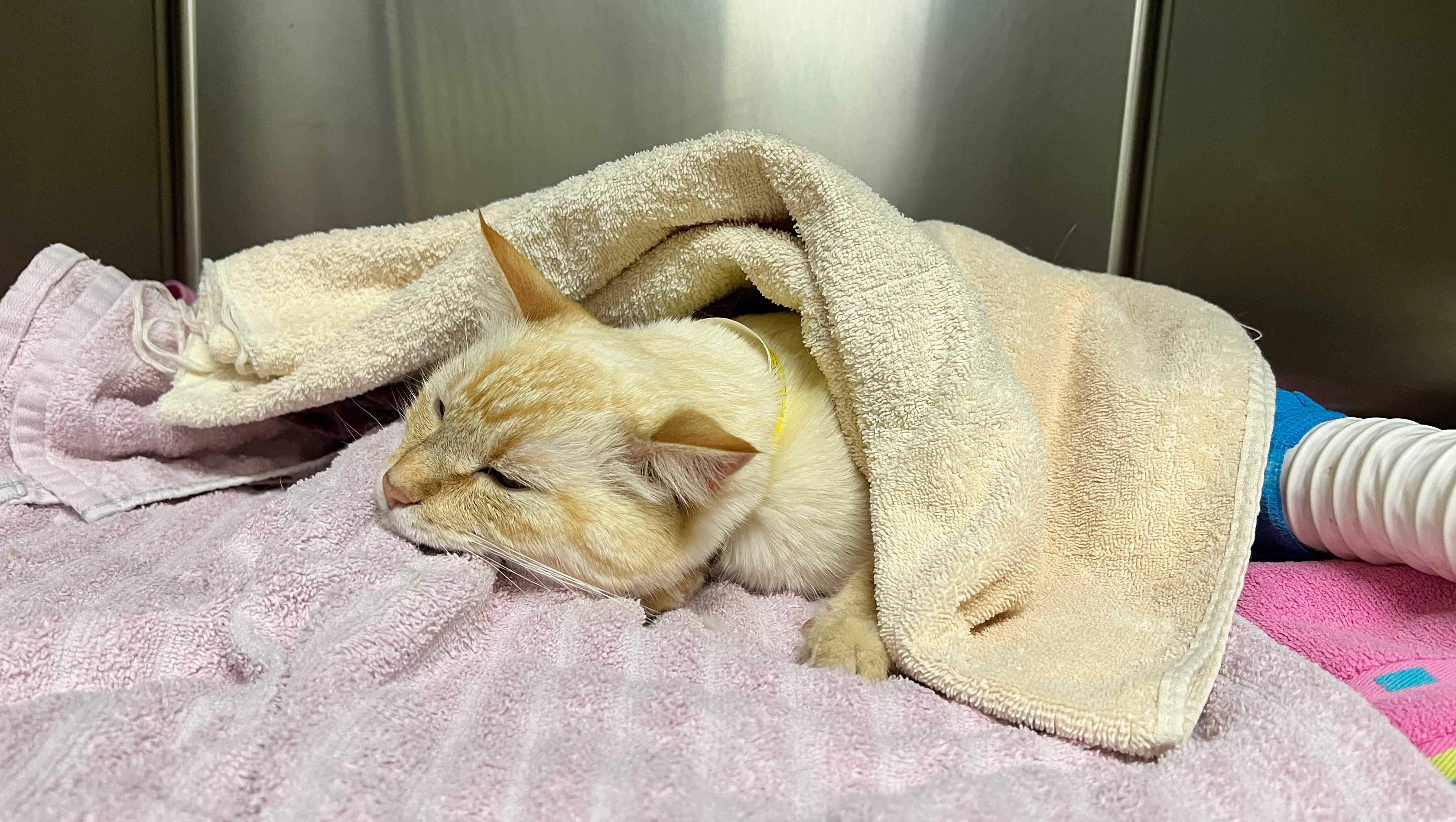 Agate’s not so quick trip to the ICU photo