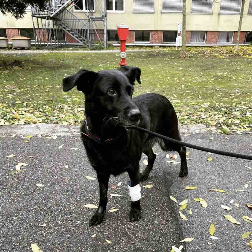 Rettet Hündin Shilla ❤️ photo