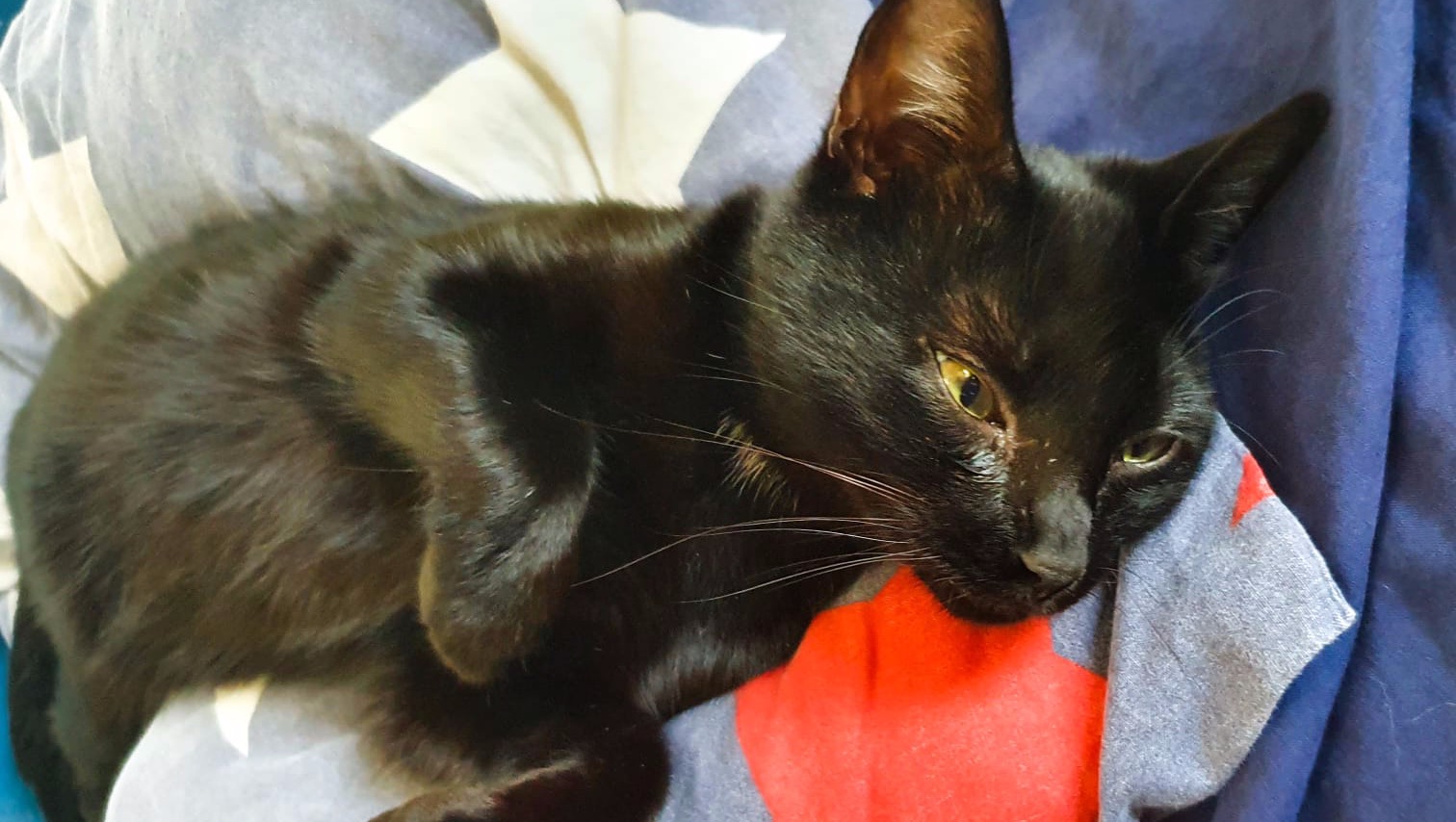 Fundraiser By Lucile M Aidez Gustave A Vaincre La Pif Fip Warrior