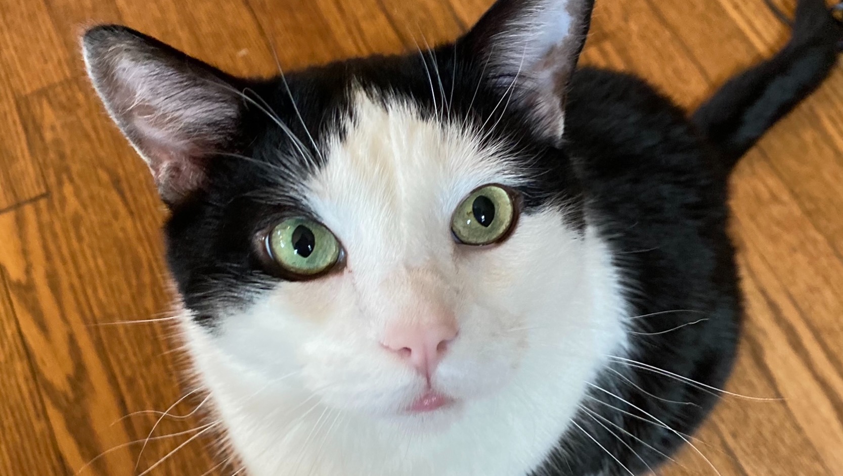 Help save Bella the Cat  photo