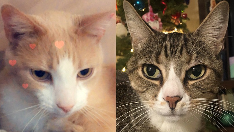 Help Obie and Lacy get lifesaving treatment photo