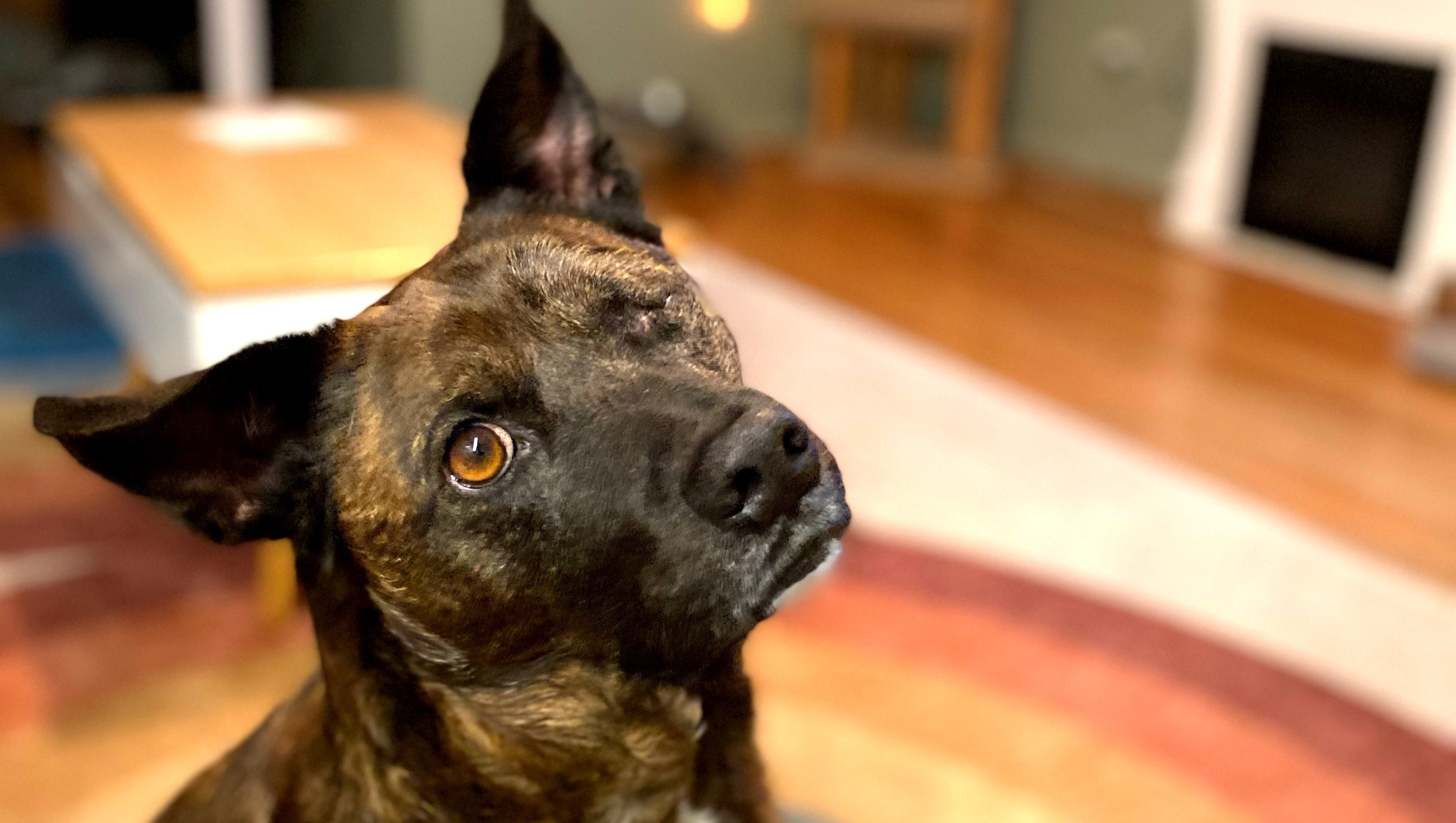 Fundraiser by Jennifer and Ali Kittenplan : Tanner Has Lost Sight of ...