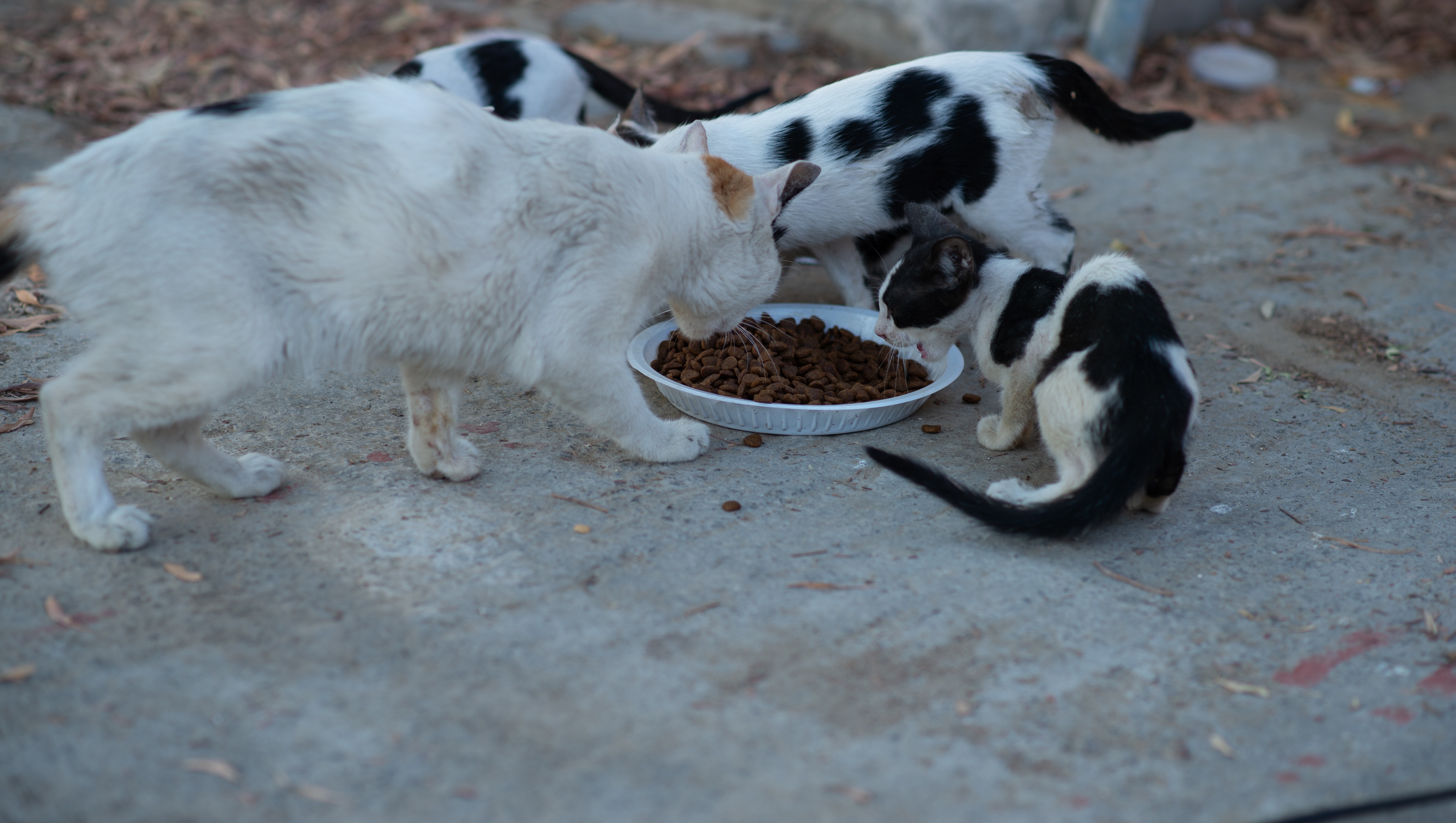 Fundraiser for Willeke Timmerman by R Alatasi Help us feed and treat