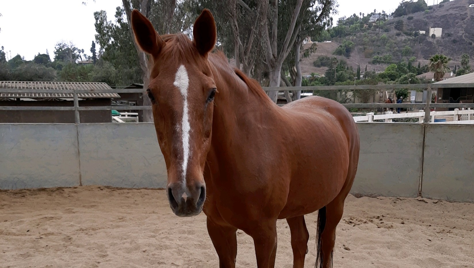 Save and Support Suzie Q photo