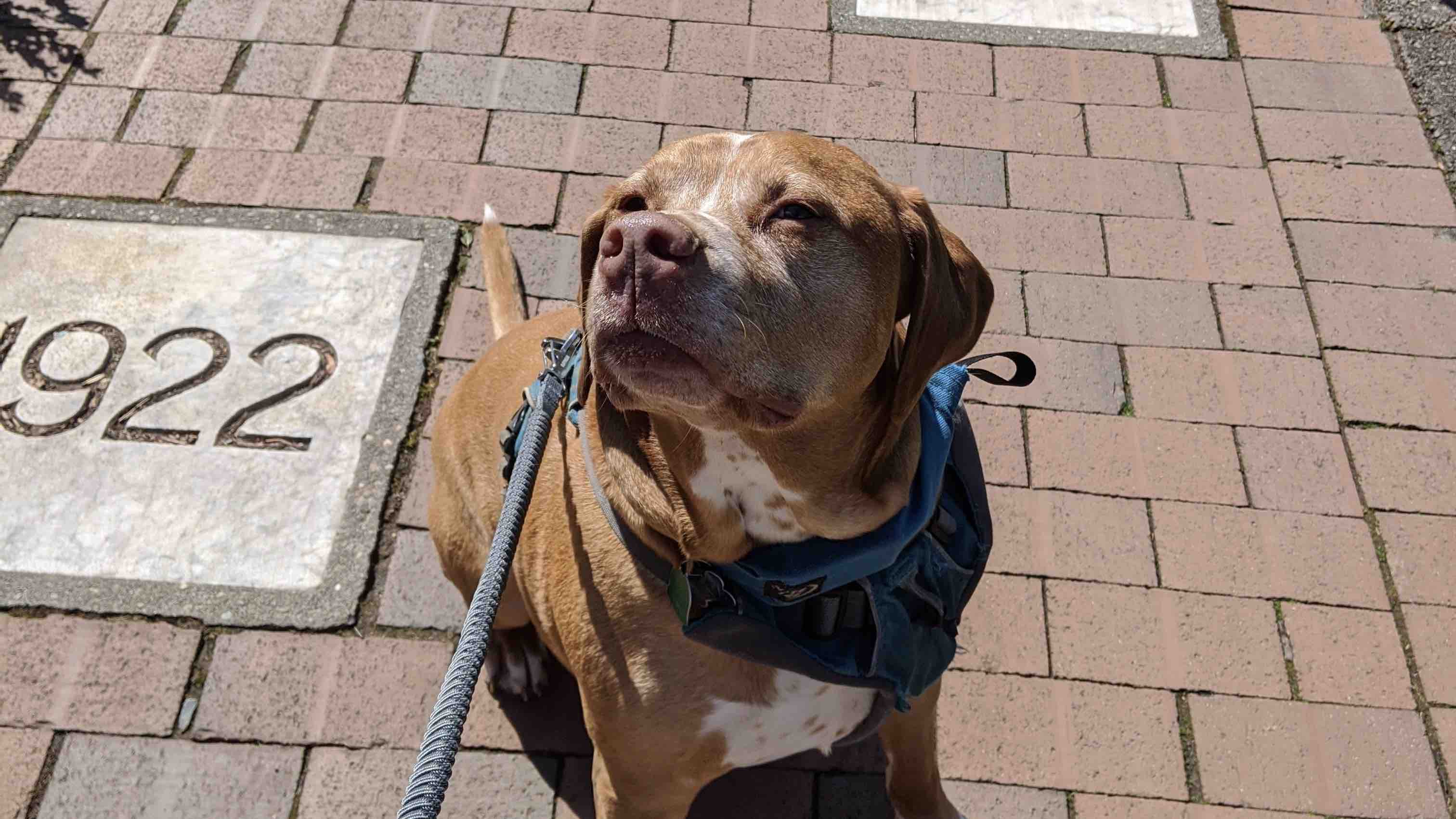 Taz’s Toe Fund photo