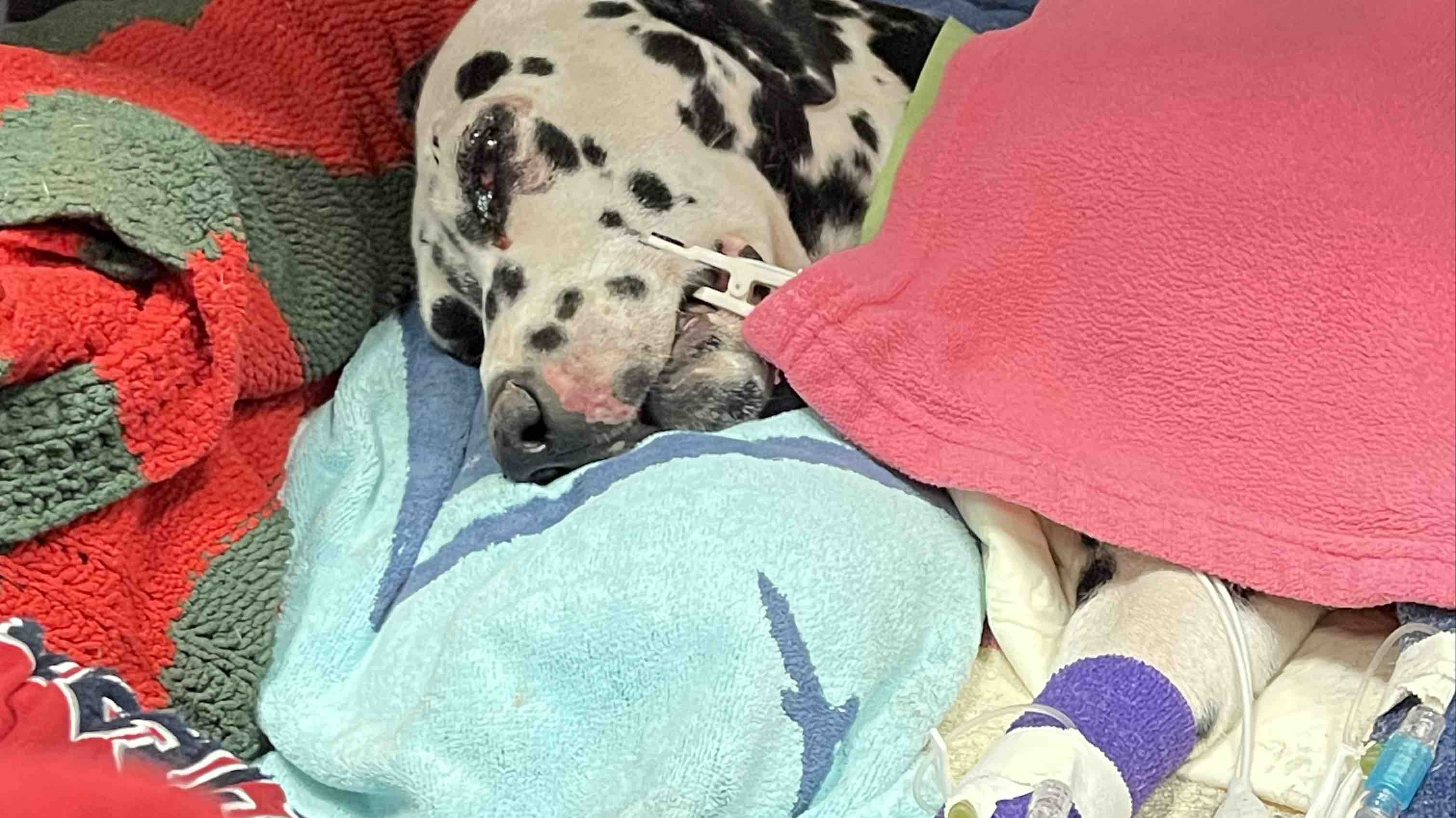 Help Penny get better and come home photo