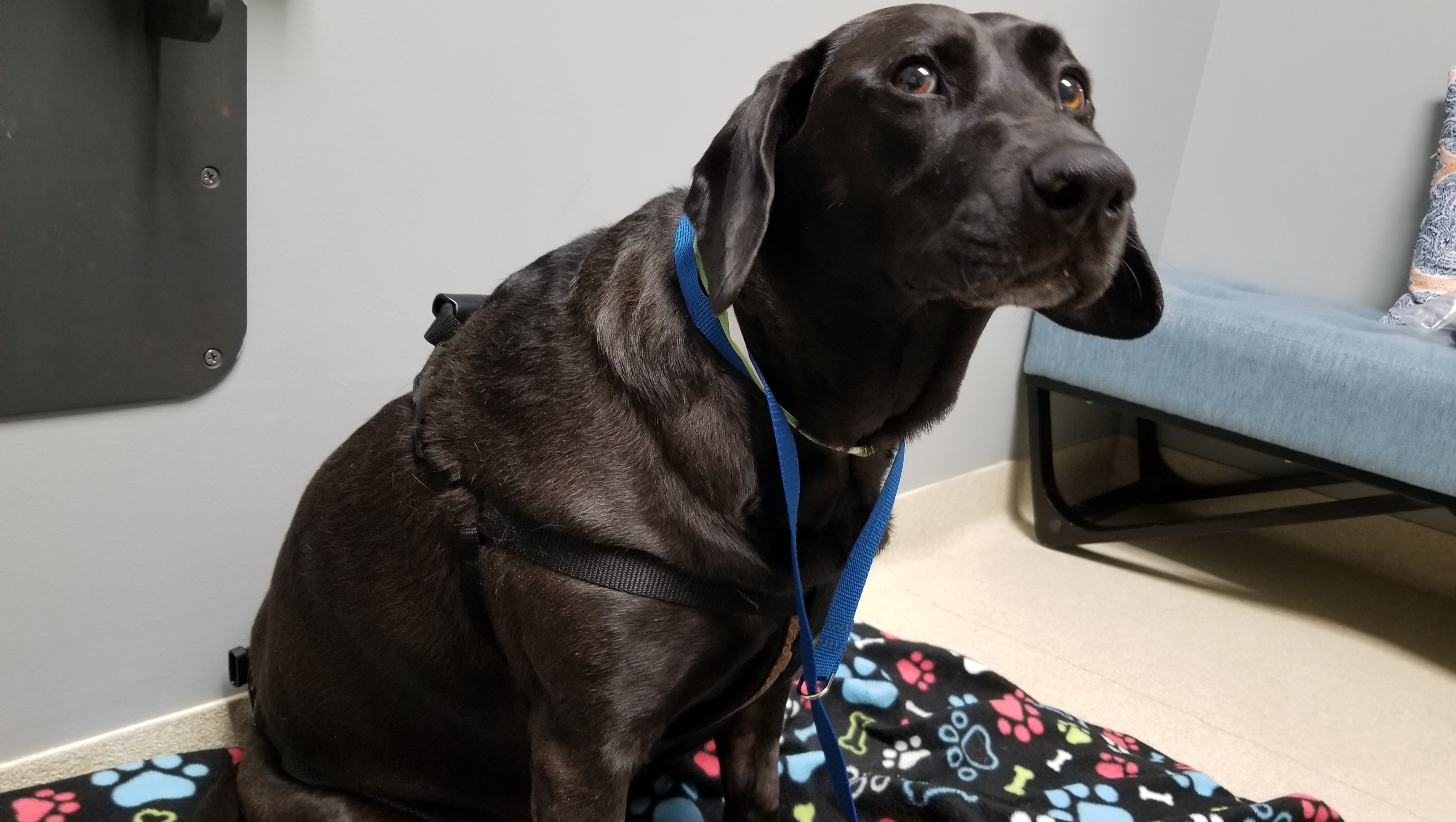 Fundraiser For Gianlucca Molz By Eliana Molz Please Help Onyx Walk Again