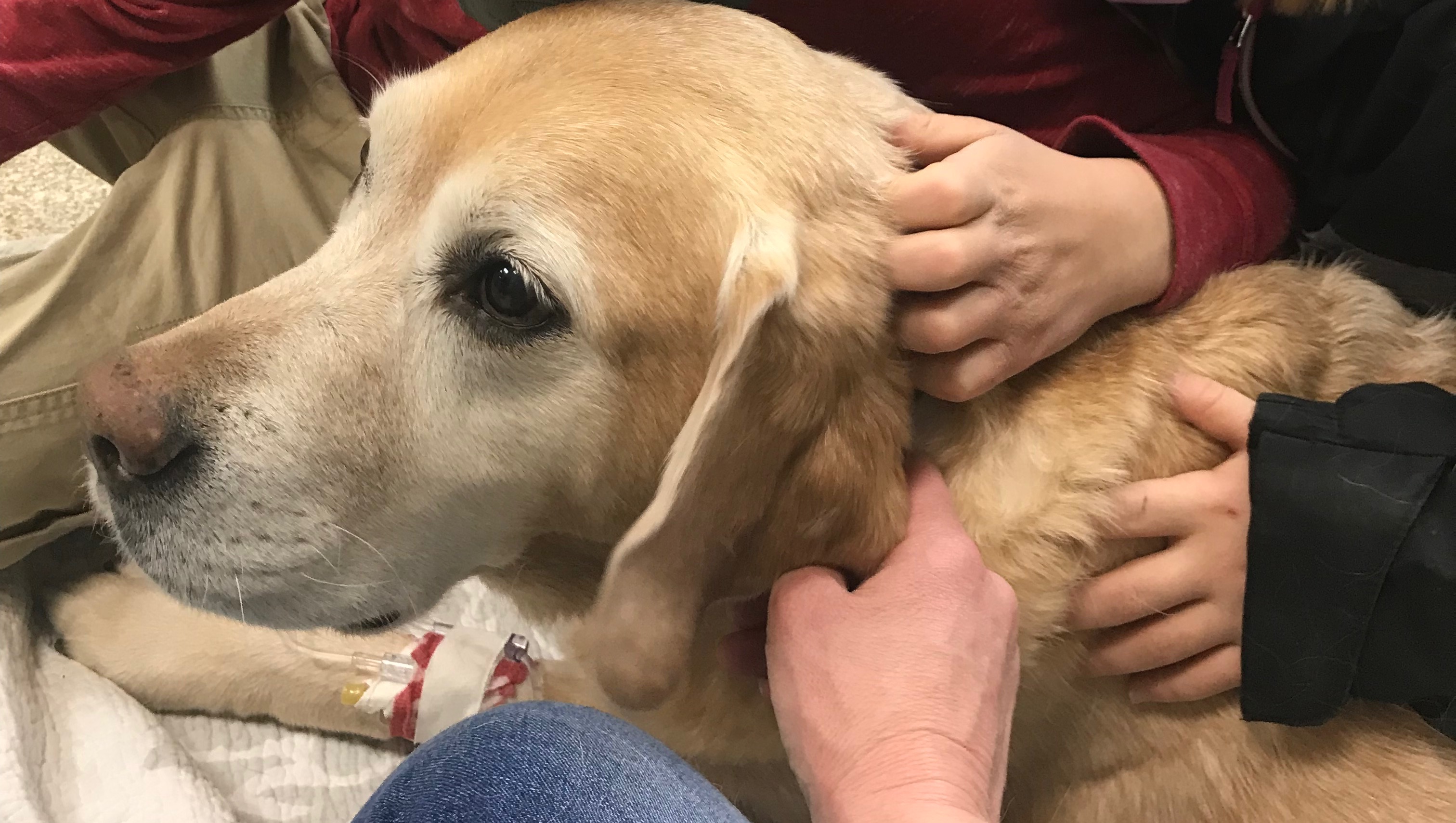 Fundraiser by Alicia Southwick Buddy’s Surgery & Medical Expenses