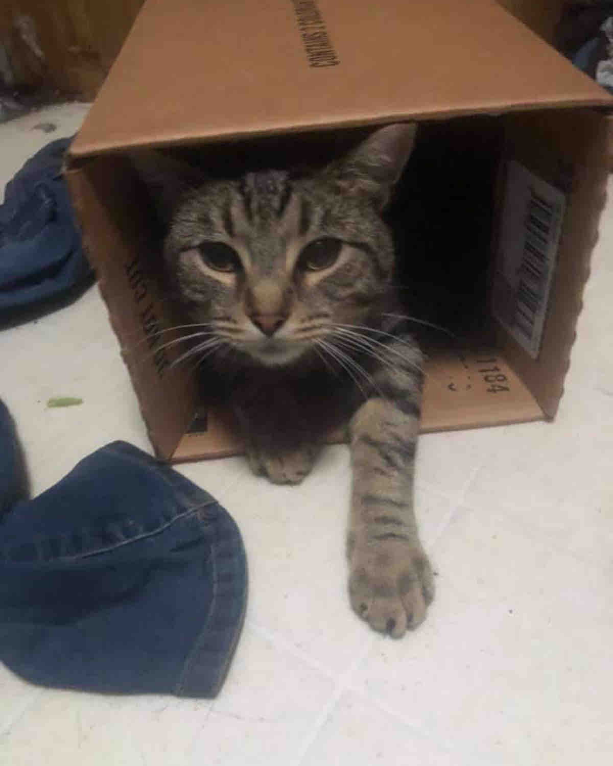 cat lethargic but eating reddit