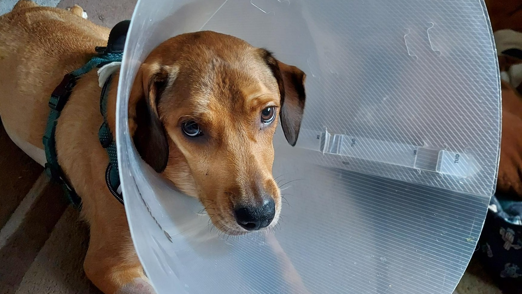 Fundraiser by Heather Simkin Help with Ripley's Emergency Vet Expenses