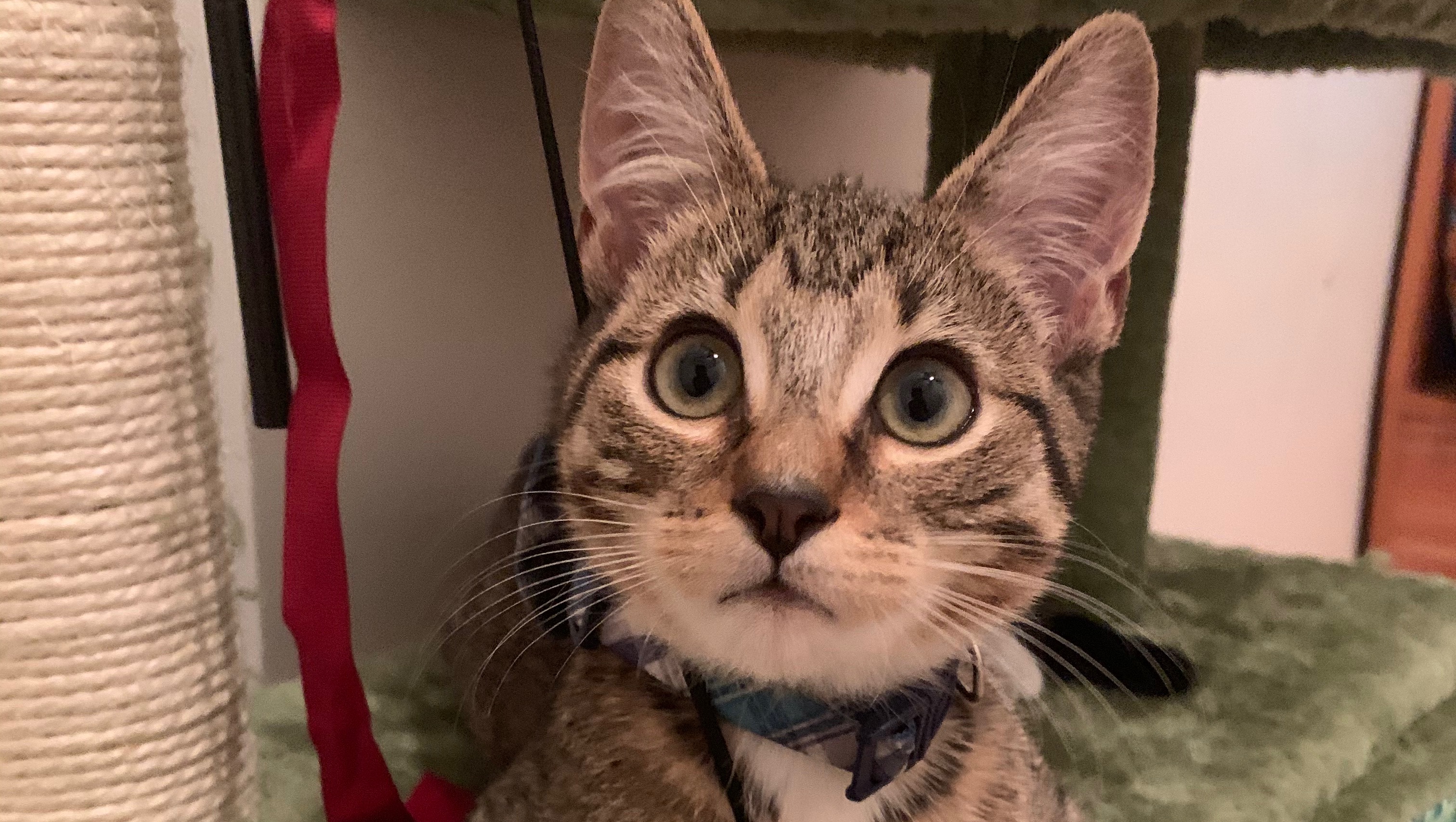 Fundraiser by Lucero Miranda APPLESAUCE COCCIDIA & CORONA FELINE VIRUS