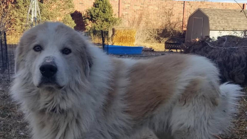 Help rescue dog Lazarus Recover: hit by car photo