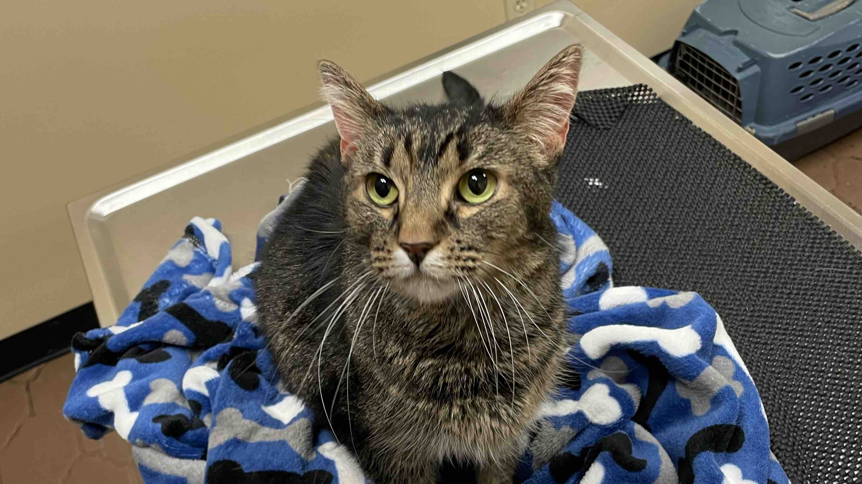 Fundraiser by David Veith Rescue Cat With Liver Disease Passed From