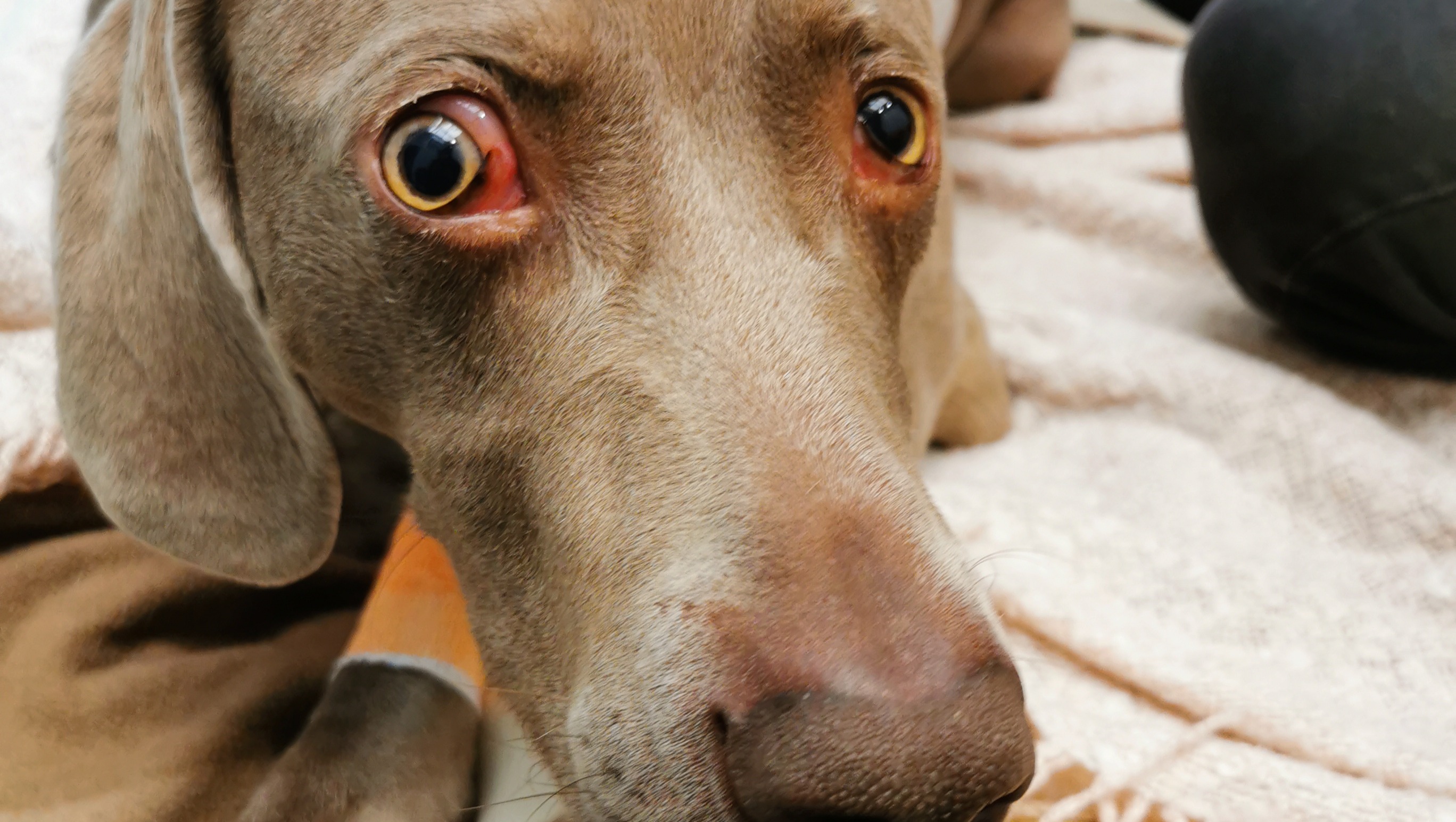 Aidez Enzo mon bébé photo