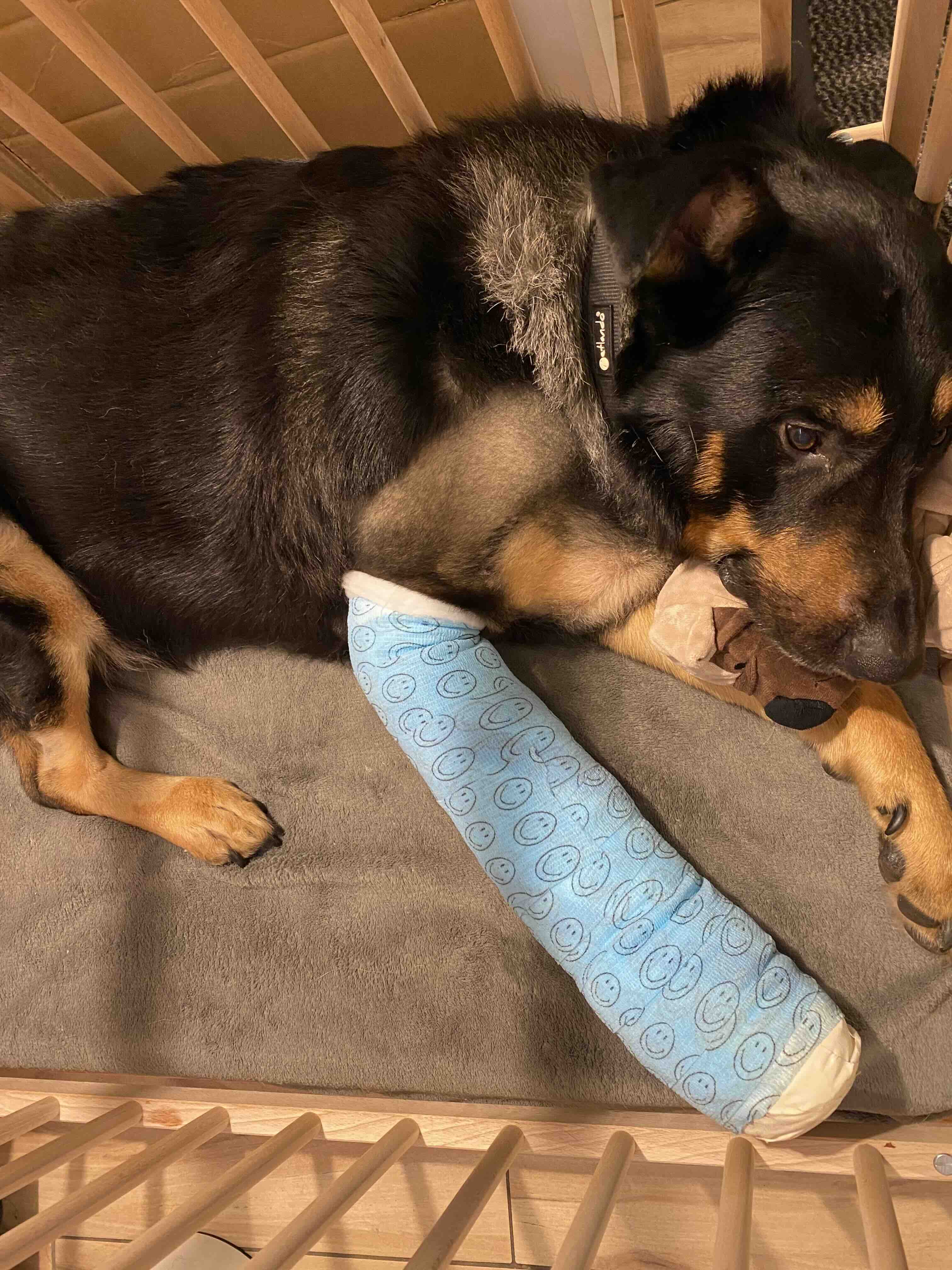 Bitte helft für die OP von unserem Familienhund! photo