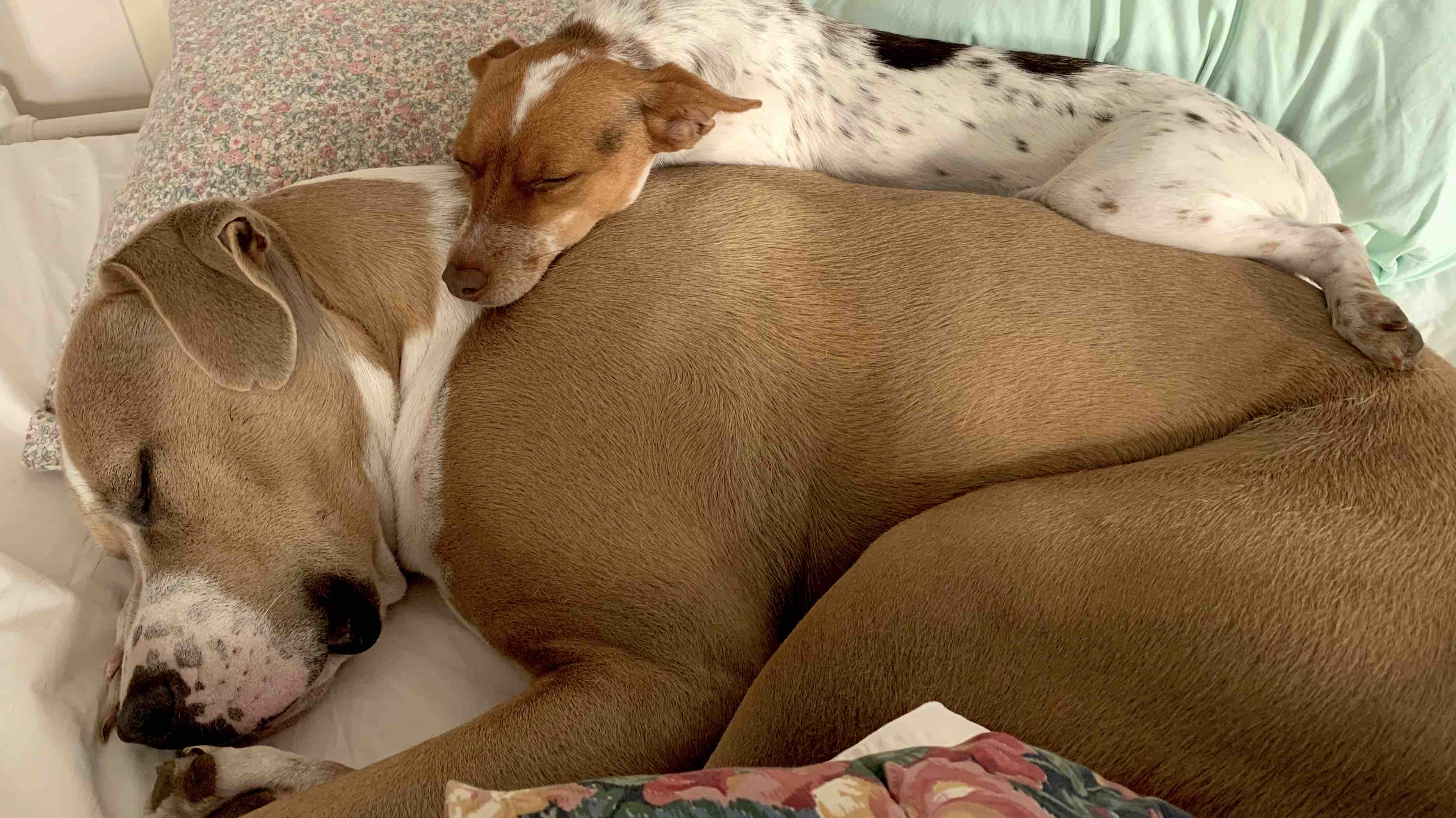 Help fund surgery for Fungus photo