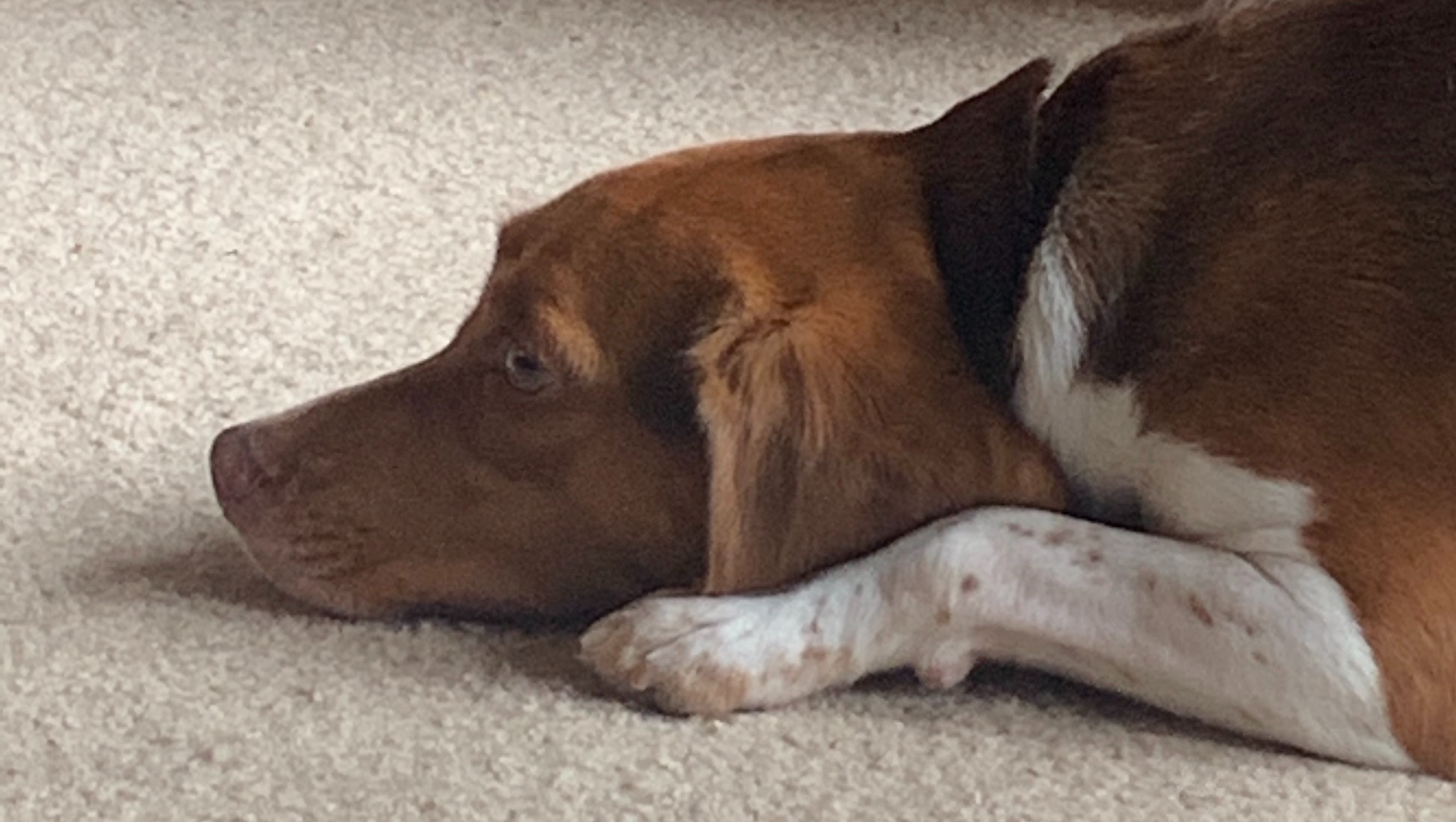 Fundraiser by Amy Janosik Emergency surgery slipped disc