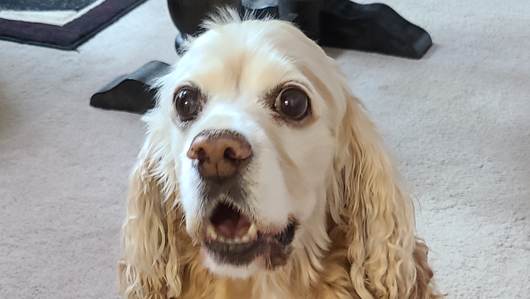 Please help save Charlie!!! photo