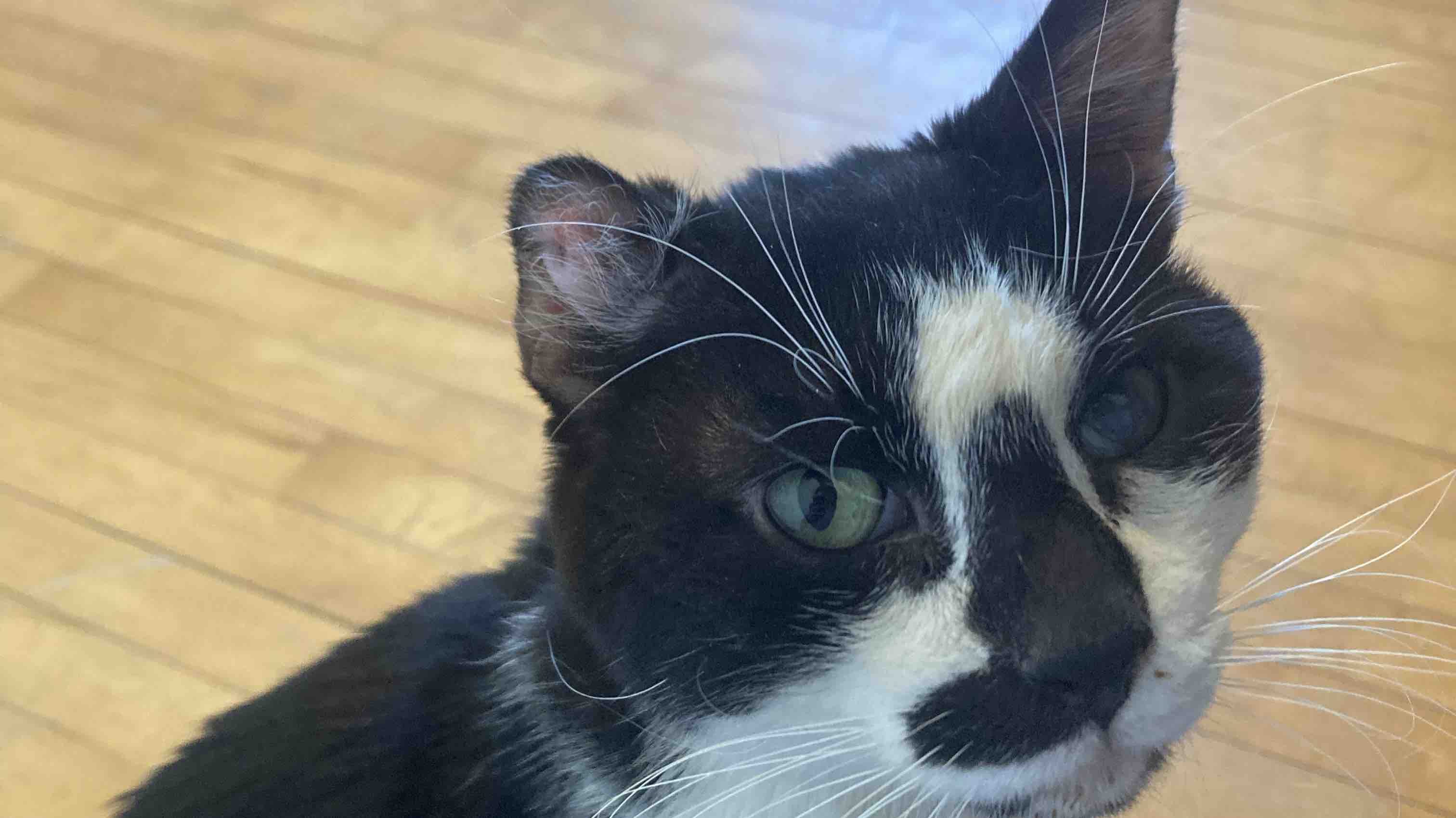 Help Get Van Gogh to a Vet! photo